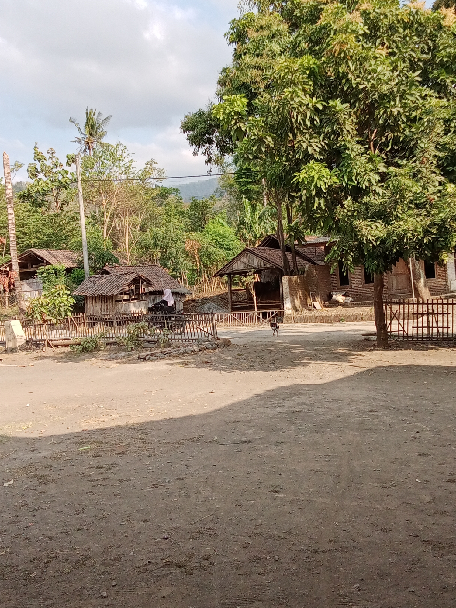 The image depicts a rural street scene in Trebungan, Indonesia. In the foreground, a dirt road stretches across the frame, with a shadow from an unseen object falling across it from the left. To the right, a dark-colored wooden fence with vertical slats encloses an area.
In the mid-ground, there are several traditional Indonesian structures. On the left, a small, weathered wooden house with a tiled roof is visible, partially obscured by a bamboo fence. A person wearing a pink headscarf is seated on a bicycle in front of this house. To the right of this house, another, slightly larger structure with a similar tiled roof stands. It appears to be an open-sided shelter or workshop, with a brick wall on its right side. A young chicken is walking in the dirt path in front of this structure. Further to the right, a brick building with multiple windows and a wooden door is situated.
The background is dominated by lush green vegetation, including trees and foliage, indicative of a tropical environment. Hills are visible in the distance. A tall palm tree stands on the far left of the image. The sky is partly cloudy. The overall impression is one of a simple, rural Indonesian village.