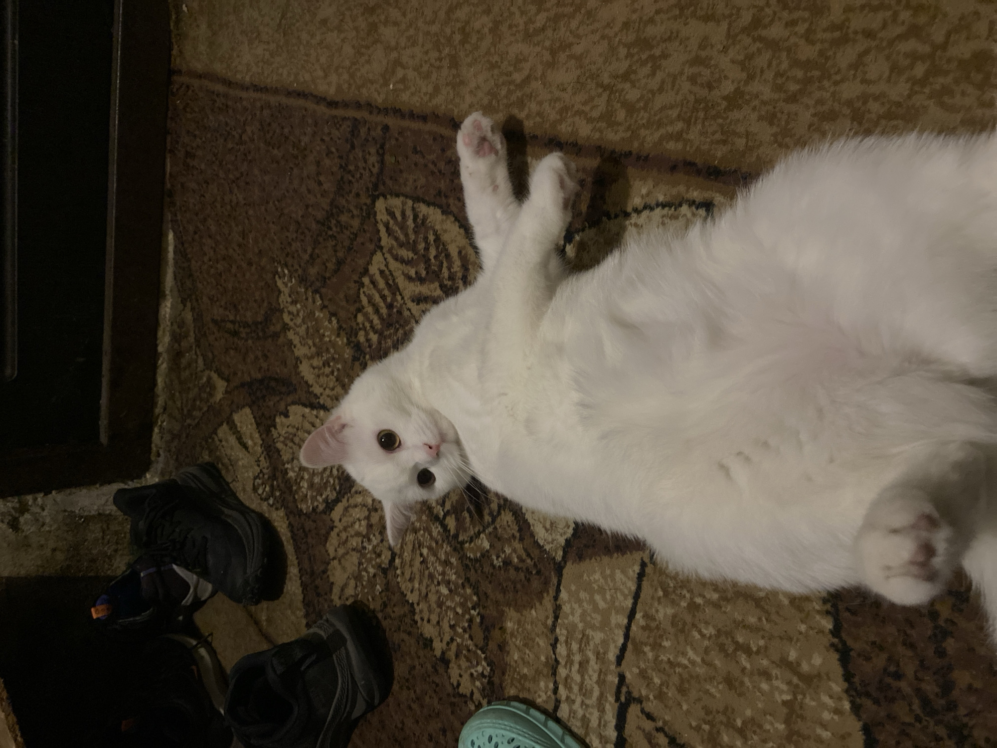 A white cat is lying on its back on a brown patterned rug. The cat is facing the camera with its head tilted to the side. Its eyes are open and its ears are perked up. The cat's paws are spread out and its belly is exposed. There are several pairs of shoes scattered around the cat on the rug. A pair of black sneakers is visible in the upper left corner of the image, along with another pair of black shoes. A light blue shoe is partially visible on the left side of the image. The background is dark and appears to be a wall or a doorway. The scene is indoors, in an unknown location.