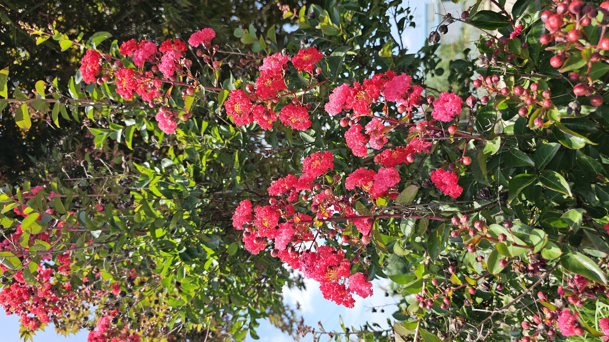 This is a close-up, vertical shot of a crape myrtle tree in bloom, set against a bright, partly cloudy sky. The branches are laden with vibrant clusters of crinkled, bright pink to magenta flowers, interspersed with numerous round, reddish-brown seed pods. The glossy, dark green leaves of the tree form a dense backdrop, with some of the seed pods visible among them. The lighting suggests a sunny day, casting soft shadows and highlighting the texture of the petals and pods. The background is slightly blurred, showing hints of greenery and a distant, light-colored structure that might be a building, suggesting an outdoor setting likely within Asan-si, South Korea, where such flowering trees are common. There are no people or animals visible in the image.