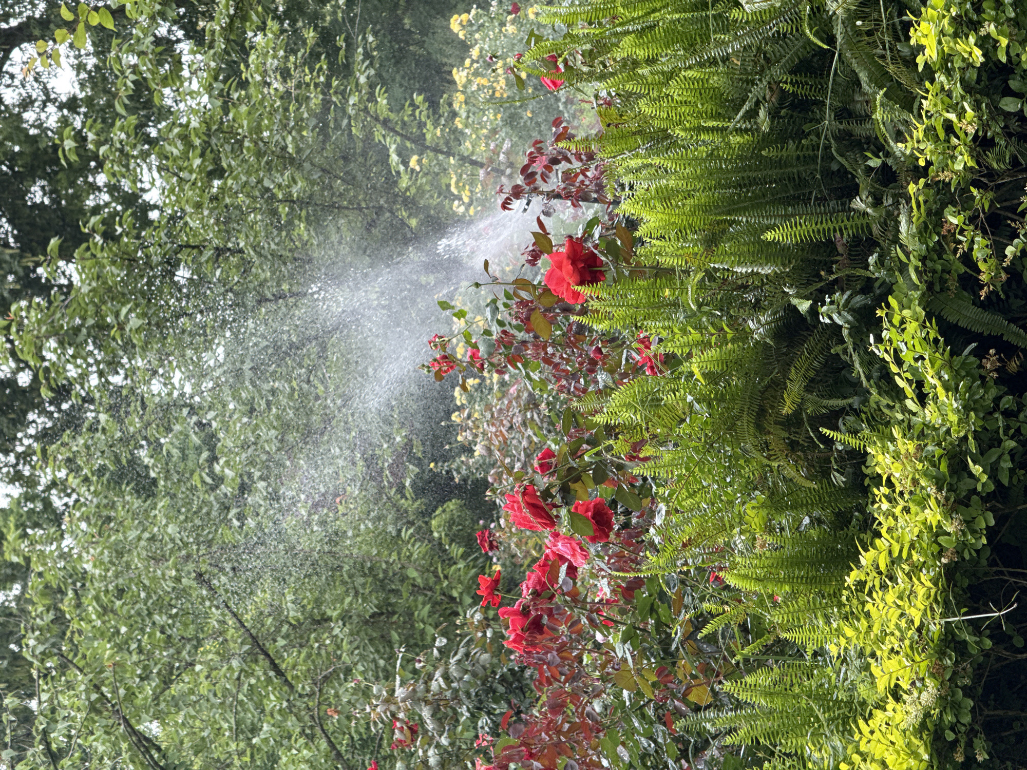 The scene is a garden in Chenghua District, China. A sprinkler system is active, spraying water onto the surrounding vegetation. The plants include red roses, ferns, and various green shrubs and trees. The environment is lush and green. The perspective is from a slightly low angle, looking up into the foliage and water spray.