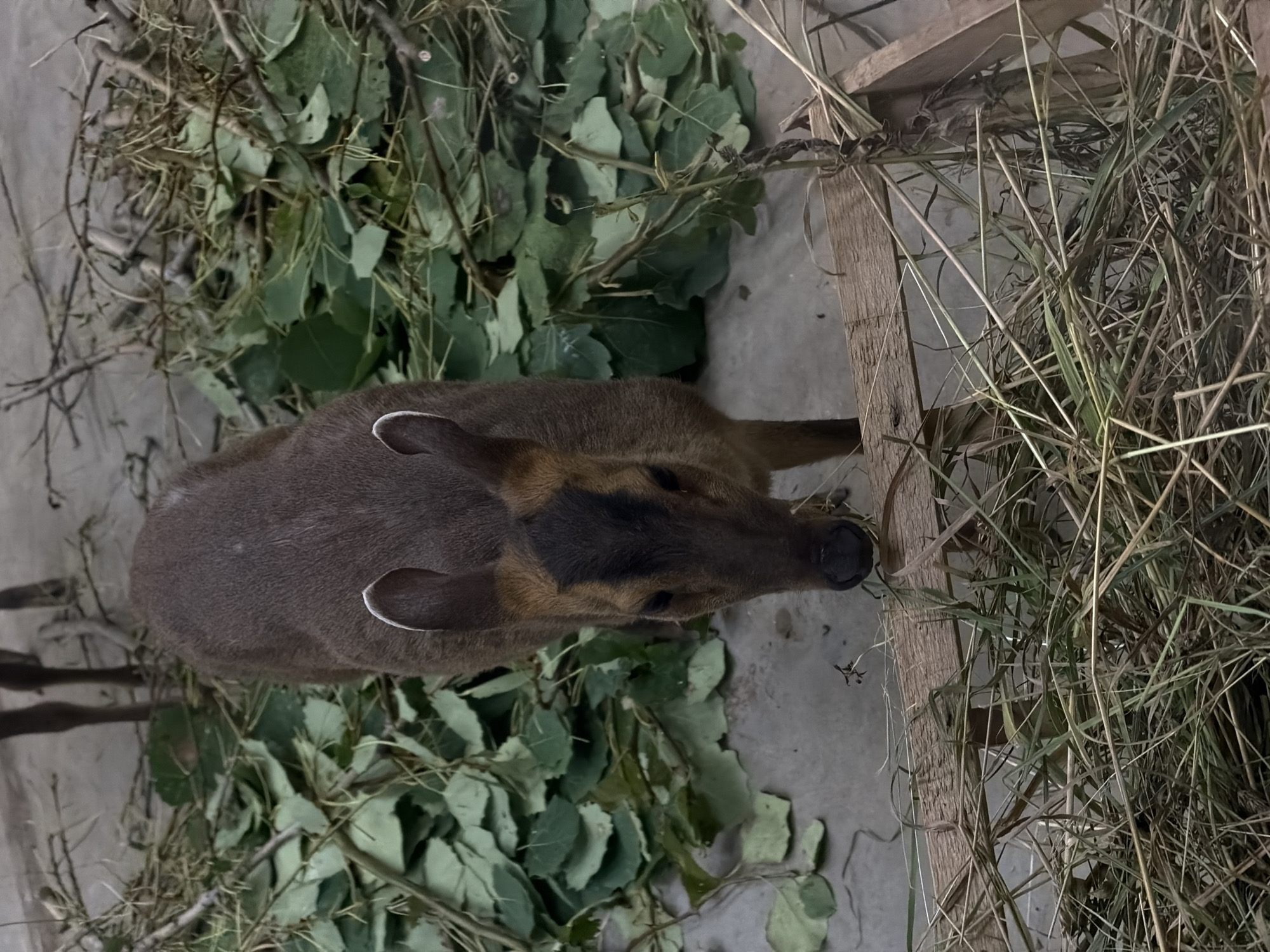 A medium shot captures a dark brown muntjac deer lying on a concrete floor, with its head resting slightly to the right. The deer has large ears with white tips and a dark marking on its face. It is surrounded by a pile of green leaves and branches. To the right of the deer, a wooden structure and a pile of dry grass are visible. The lighting suggests it could be indoors or an overcast day. The image is oriented vertically, as indicated by the layout of the deer and its surroundings. There is no visible text.