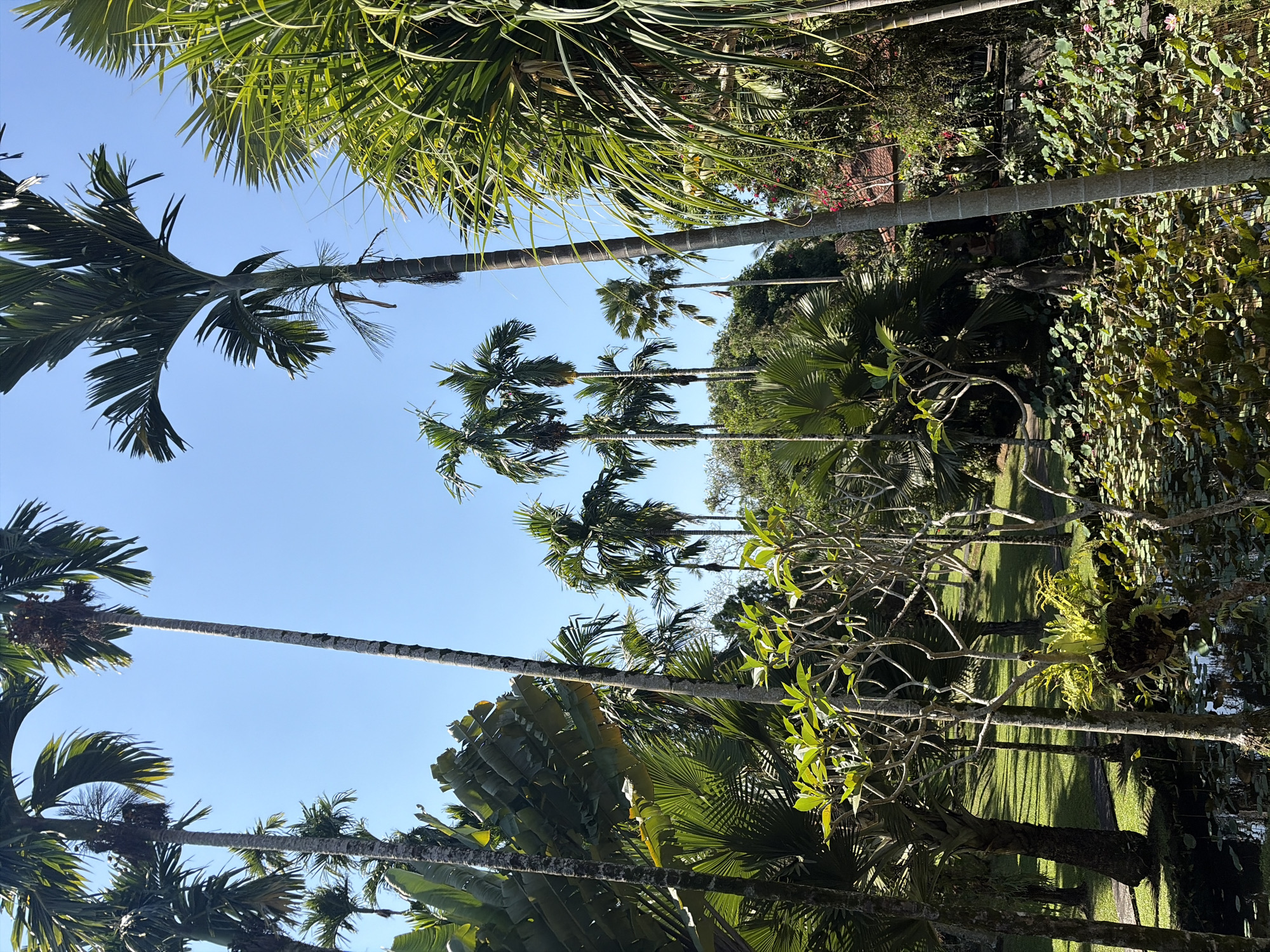 This is a vertical, wide-angle, eye-level shot of a tropical garden with a clear blue sky. The foreground is dominated by a still pond filled with lily pads and lotus flowers. Several palm trees of varying heights are scattered throughout the scene, their fronds reaching towards the sky. In the mid-ground, a small tree with delicate branches and green leaves is visible, with a fern growing out of a wooden fixture attached to its trunk. Behind this, more palm trees and lush green foliage create a dense jungle-like atmosphere. Hints of red flowers and a terracotta-tiled roof can be seen in the far background, suggesting a building or structure nearby. The ground is covered in a manicured green lawn, with shadows cast by the trees, indicating the sun is high in the sky. This scene is likely in Ubud District, Indonesia, known for its lush tropical vegetation and serene gardens. There are no people visible in the image.