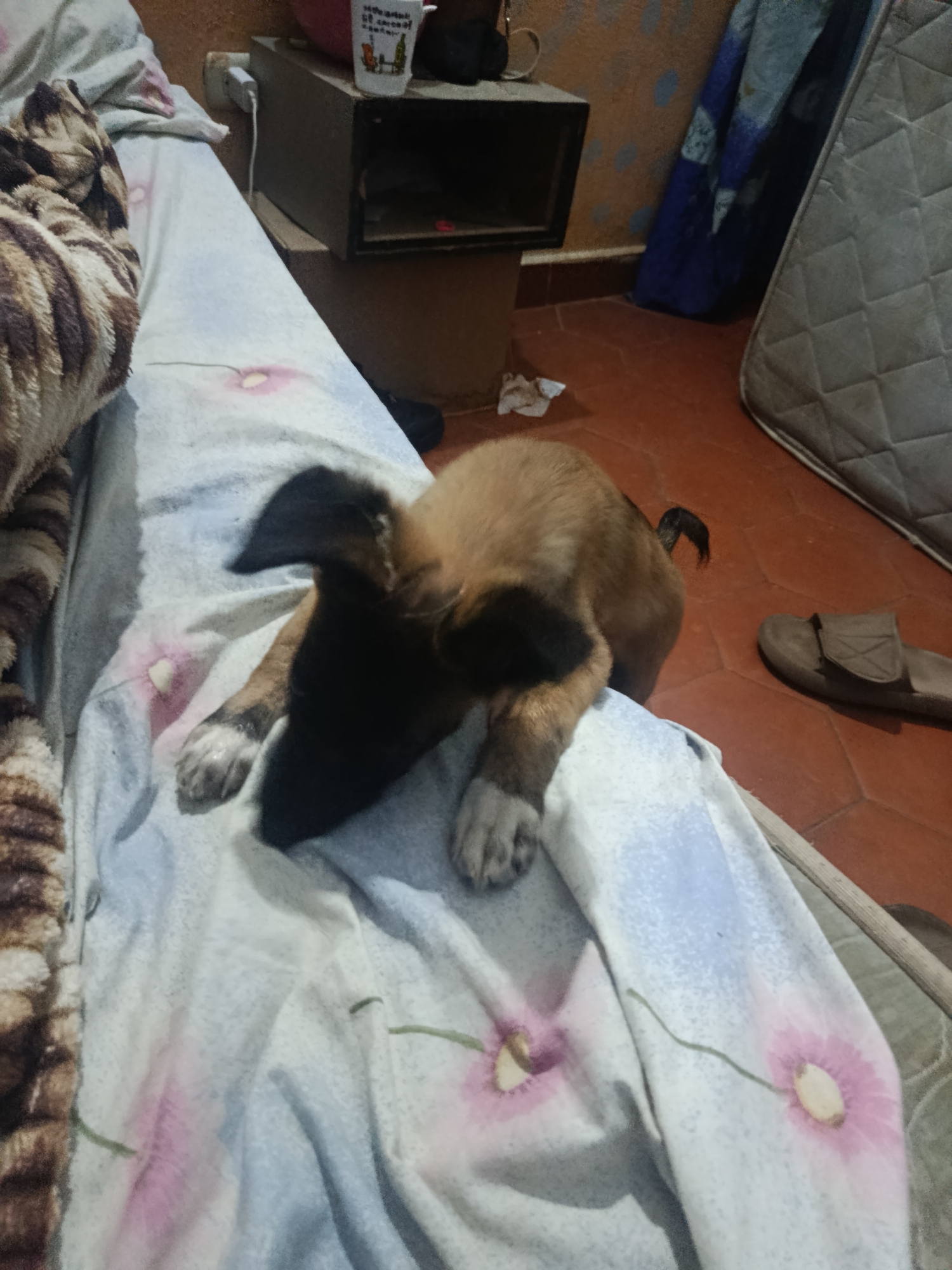 A tan and black puppy is lying on a floral-patterned bedspread. A nightstand with items on top, a mattress leaning against the wall, and a sandal on the floor are visible in the background. The location is likely a domestic interior in Juan Griego, Venezuela, though this cannot be confirmed forensically from the image alone. No people are visible.