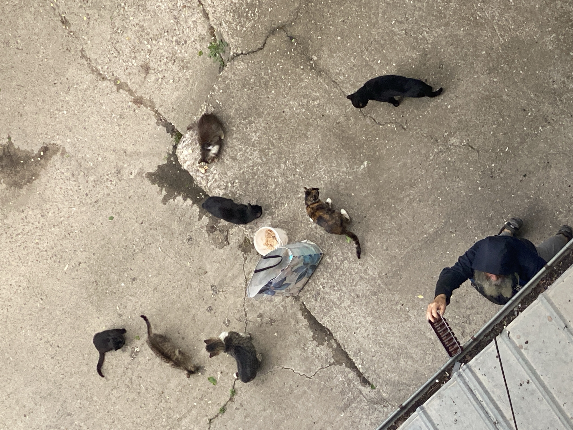 An aerial view shows eight cats on a concrete surface, some near a food container and bag. A person in a dark hoodie and grey pants stands at the edge of the concrete, holding a brown container. The location is in Pleven, Bulgaria, based on visual reference and the style of the concrete.