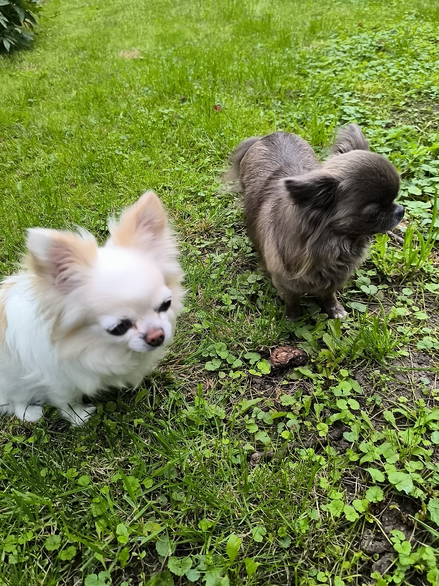 The image shows two small dogs in a grassy area. The dog on the left is predominantly white with tan markings on its head and back. It has large, erect ears and a pink nose. The dog on the right is a darker, grayish-brown color and appears to have longer fur. It is looking to the right of the frame. The ground is covered in green grass and some clover-like plants. There is a small, dark object on the ground between the two dogs. The lighting suggests it is daytime. The scene appears to be an outdoor park or backyard setting, possibly in Klaipėda, Lithuania, given the green vegetation.