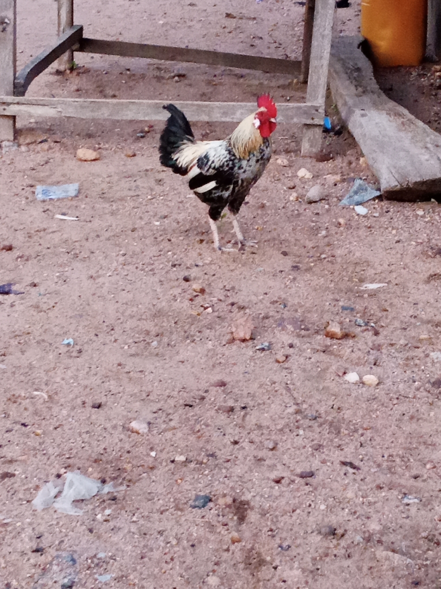 A rooster stands on a dirt ground with small rocks in Zango-ndaji, Nigeria. There is a wooden structure and a yellow container in the background. Debris is scattered on the ground.