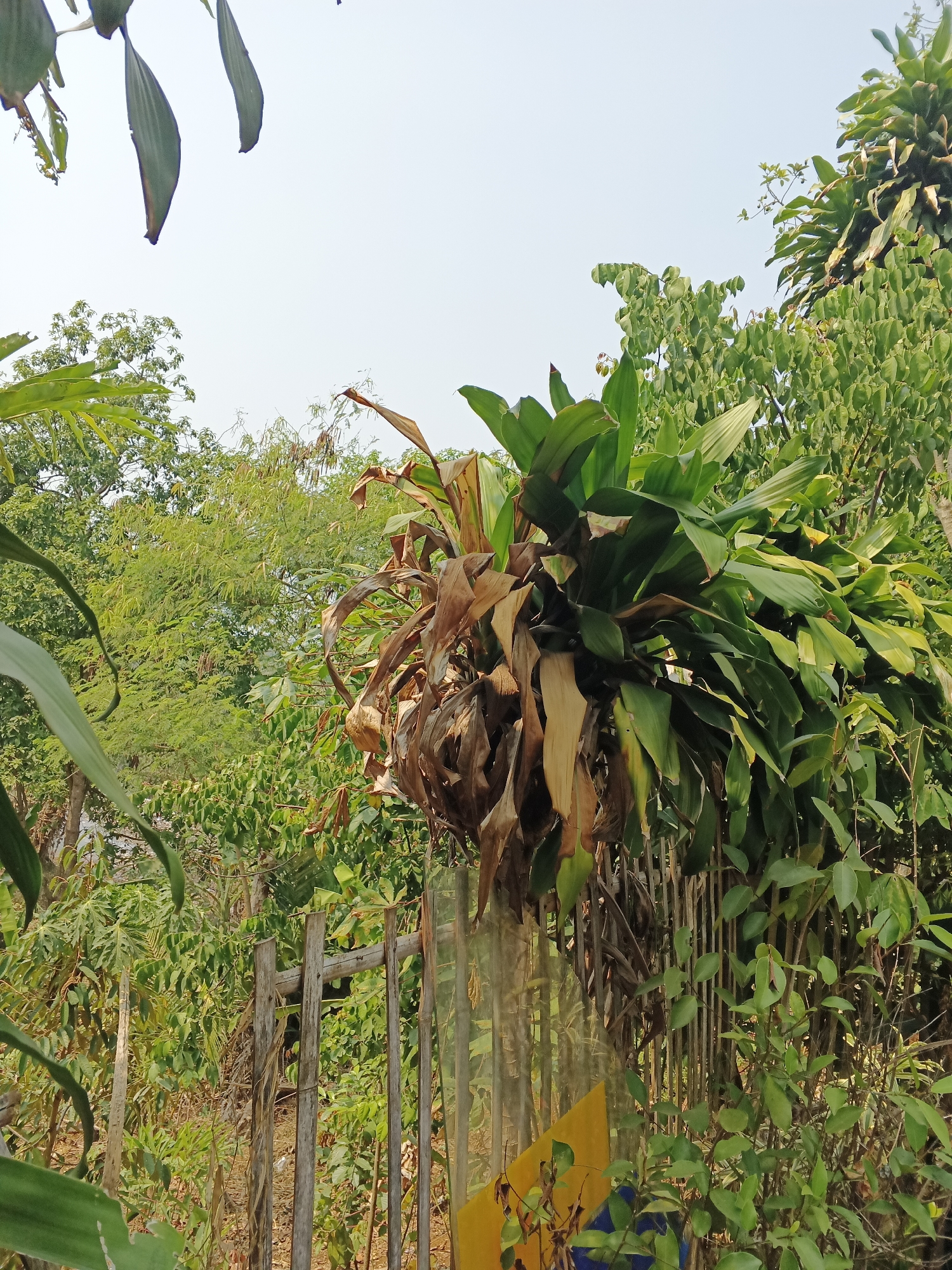 This is a medium shot, eye-level, horizontal outdoor photograph taken in the city of Warungkiara, Indonesia. The scene is dominated by lush green foliage and a clear sky. In the foreground, a large plant with both vibrant green leaves and dry, brown, drooping leaves is prominently featured. Behind it, a weathered, rustic wooden fence can be seen, with some of its vertical posts clearly visible. Beyond the fence, a dense arrangement of various green trees and plants creates a backdrop, suggesting a natural or semi-natural environment. The sky is a pale, hazy blue, indicating it might be daytime with some atmospheric diffusion. There are no people or animals visible in the frame. The overall impression is one of a tropical or subtropical outdoor setting, likely a garden or natural area within Warungkiara.