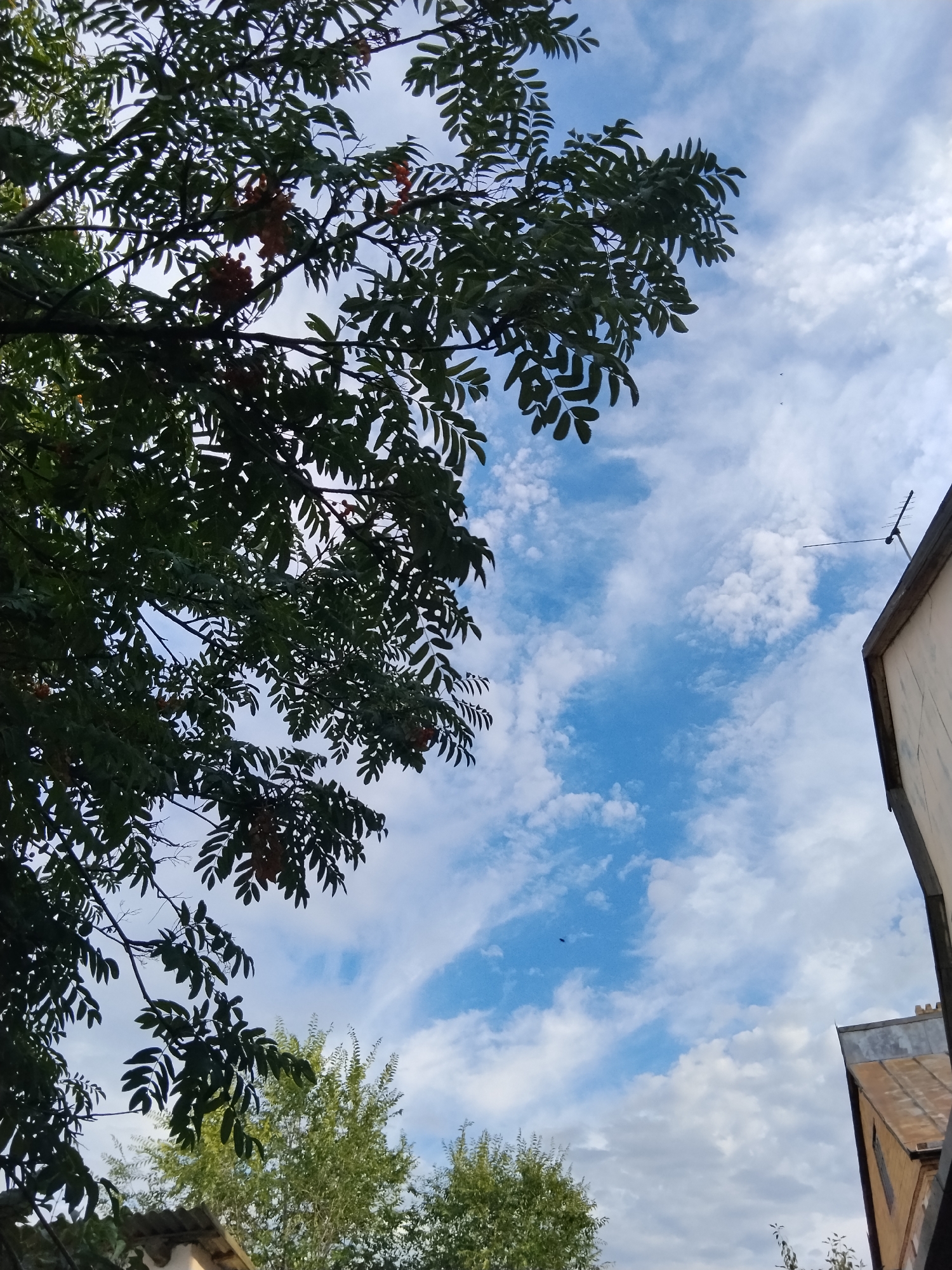 A low-angle shot captures a clear sky with scattered white clouds, bisected by a vibrant blue streak. To the left, a tree branch laden with small, reddish-orange berries extends into the frame. The tree's dark green leaves are dense and partially obscure the sky. In the lower portion of the image, the tops of two other trees with lighter green foliage are visible, along with a section of a building with a grey, sloped roof and a portion of a light-colored wall. A television antenna juts out from the upper right corner of the building. The scene appears to be set in an outdoor urban environment, possibly Kokshetau, Kazakhstan, given the context. No individuals are present in the frame.