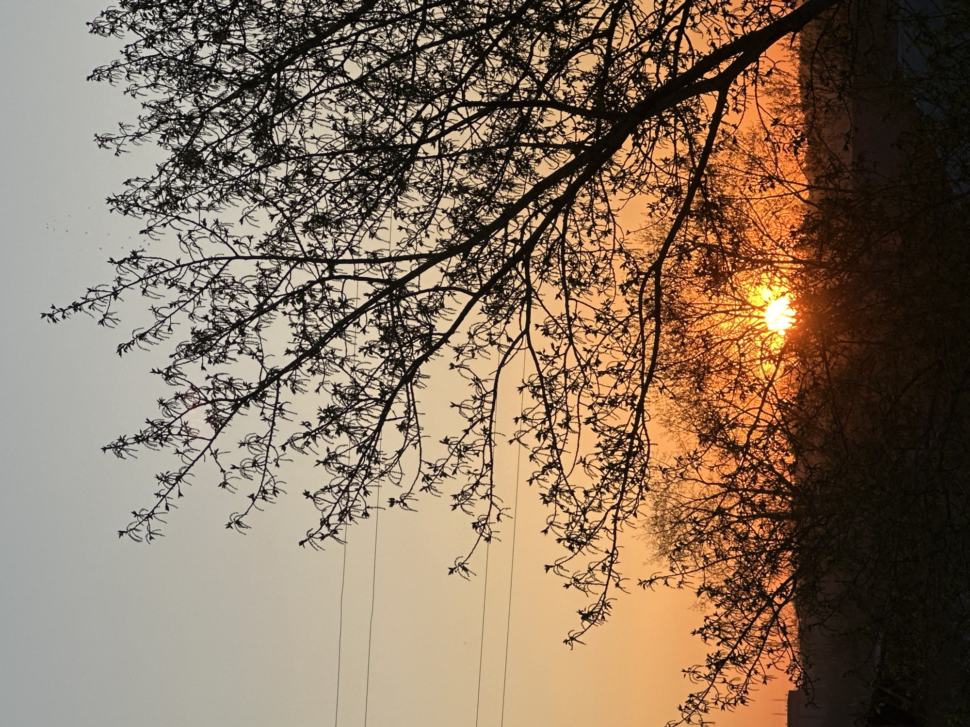 A photograph captures a sunrise or sunset over Biysk, Russia, dominated by the stark silhouette of tree branches against a vibrant sky. The image is oriented vertically, with the sun appearing on the right side of the frame.
In the foreground, numerous intricate tree branches, heavy with small buds or early leaves, extend from the upper part of the image downwards and across, creating a dense, dark silhouette. These branches are sharply defined against the lighter sky behind them.
The sun, a brilliant and intense disc of light, is visible on the right side of the frame, partially obscured by the branches and distant elements. The sky around the sun glows with warm, fiery hues of orange and yellow, indicating either dawn or dusk. This bright color gradually transitions to a paler, softer orange and then a light, almost grayish-blue towards the left and upper parts of the sky.
Along the far right side, a dark, undulating silhouette of distant trees and possibly some structures or hills defines the horizon, providing a strong contrast to the radiant sky. Several faint, thin lines, resembling power lines, are visible running across the lighter portion of the sky, below the main tree branches. There are no people, explicit activities, or visible text in the image. The scene conveys a sense of natural beauty and tranquility during the transitional hours of the day.