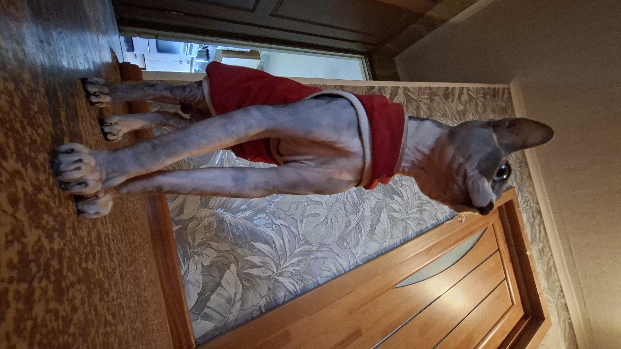 A sphynx cat, wearing a red sweater, stands on a brown carpeted floor. The cat is grey and white, with large ears and green eyes. It is looking upwards and to the right. Behind the cat, a wooden door with frosted glass panels is visible, as well as a wall with floral wallpaper. To the left of the cat, a doorway leads to a room with white cabinets and appliances. The overall scene appears to be indoors, possibly in a residential setting within Забалоцкі сельскі Савет, Belarus.