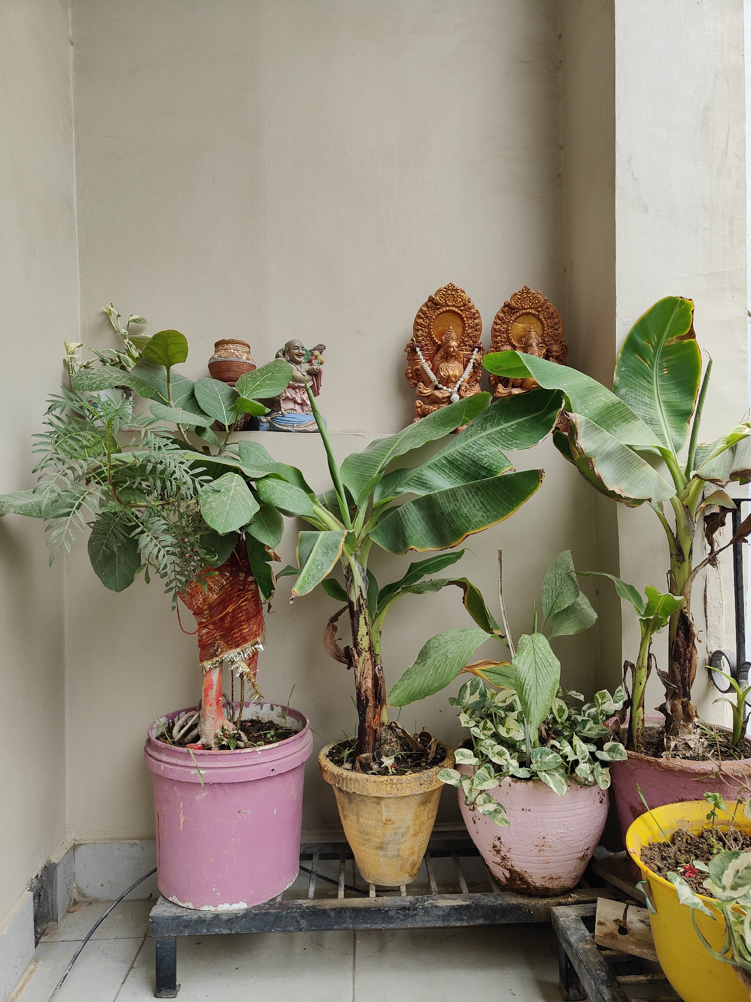 This is a ground-level, medium shot of a balcony in Gurgaon, India, featuring several potted plants and decorative religious figurines. The wall behind the plants is a plain, light beige color.
In the background, placed on a shelf, are two golden-colored Hindu deity figurines, likely Lakshmi and Ganesha, adorned with a white beaded garland. To the left of the deities, a small, brown clay pot sits on the shelf, and next to it is a small, colorful figurine of a laughing person.
The foreground is dominated by several potted plants of varying sizes and types. On the far left, a large plant with broad, dark green leaves is potted in a faded pink, cylindrical plastic container. The base of this plant is wrapped in a vibrant red and gold fabric. To its right, a banana plant with large, tattered green leaves stands in a yellow, textured pot. Between these two, a smaller, lighter green plant with variegated leaves is in a pink, oval-shaped pot. To the right of the banana plant, another plant, partially visible, is in a pink pot. In the front right corner, a bright yellow pot contains a small plant with green and white leaves. The plants are arranged on a black metal shelving unit.
The balcony floor is tiled with light gray tiles. A black electrical cord runs along the floor to the left. The overall scene suggests a domestic setting, likely a residential balcony, decorated with a mix of greenery and religious iconography.