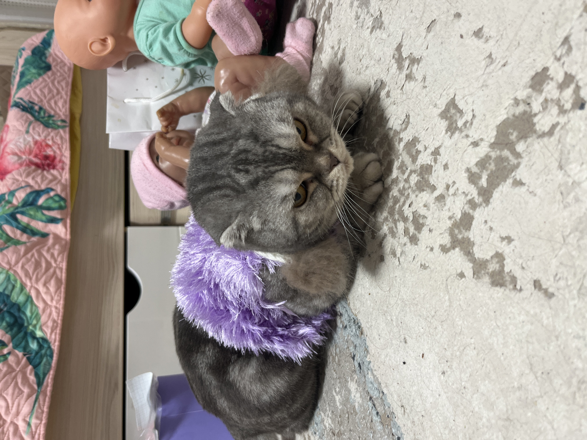 A grey tabby cat with amber eyes and folded ears is lying on a textured, peeling floor. The cat is wearing a fluffy purple accessory around its neck. In the background, several baby dolls are visible, one with a pink hat and another wearing a teal shirt and pink socks. A pink quilted blanket with a floral pattern is draped over furniture in the upper portion of the image. The scene appears to be an indoor setting, possibly a room in a residential area. There is no indication of the location being in Chaikovsky, Russia.