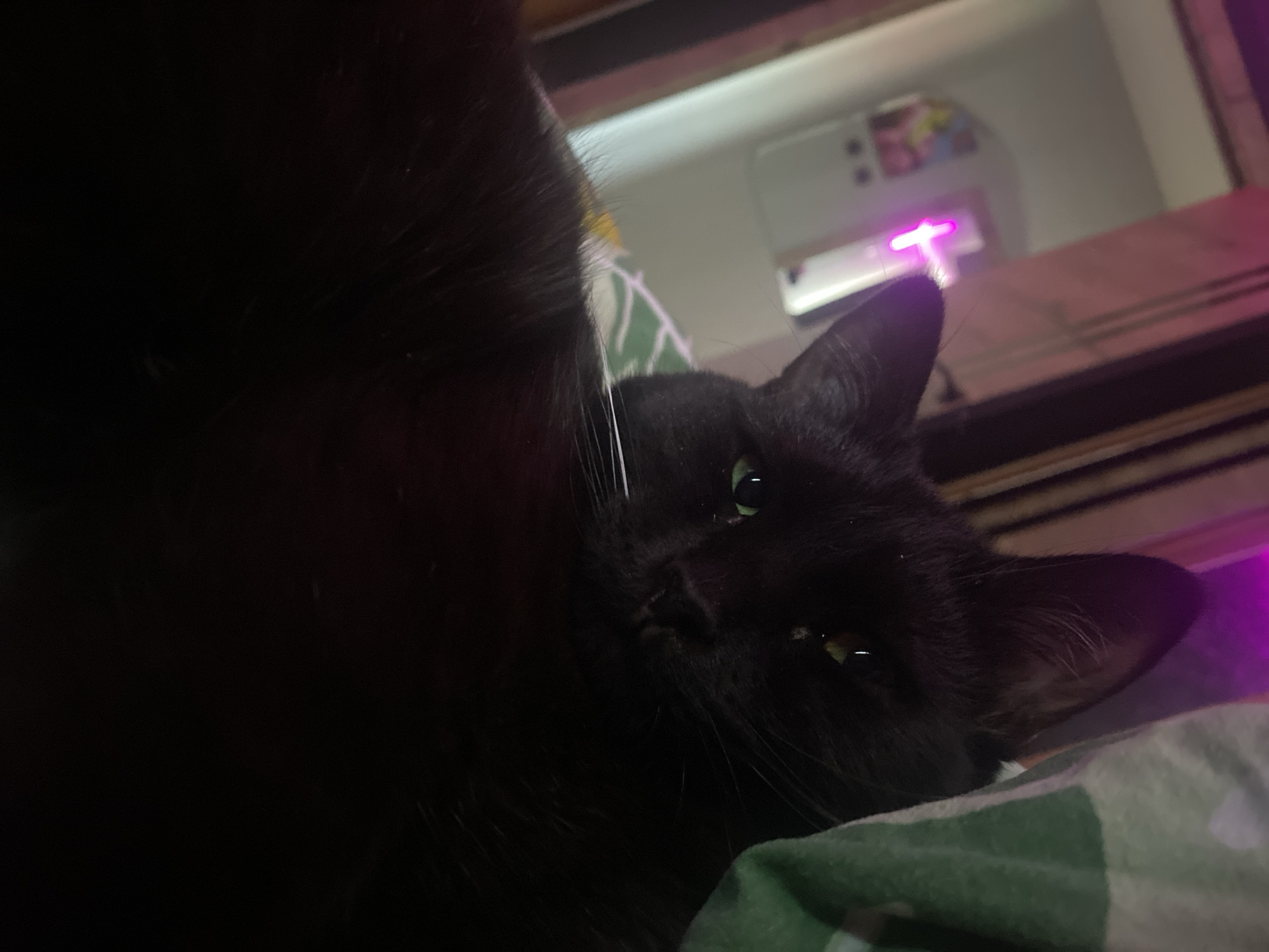 A close-up, low-angle shot features a black cat lying on what appears to be a green and white patterned cushion or blanket. The cat's head is resting on the cushion, with one eye partially visible and a relaxed expression. The background is out of focus but suggests an indoor setting, possibly a room with a light fixture casting a purplish hue, and a hint of what could be a shelf or ledge above. There is no information in the image to suggest that this image was taken in the city of Izhevsk, Russia.