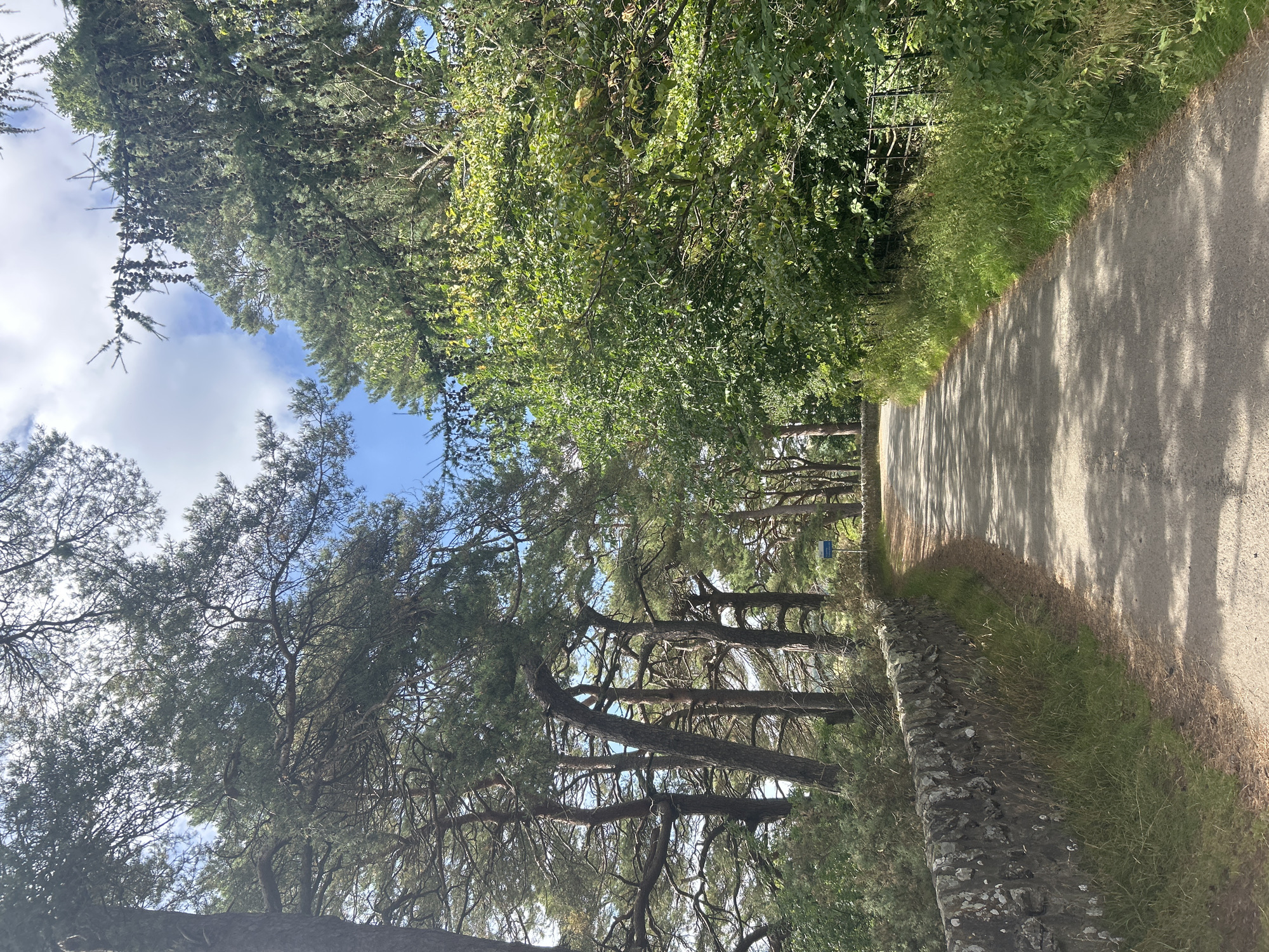 The image shows a paved road winding through a wooded area with a stone wall on the left. Tall pine trees with rough bark and dense foliage line the left side of the road, while a thicket of deciduous trees with bright green leaves grows on the right. Sunlight filters through the trees, casting dappled shadows on the road. The sky is visible above, with scattered clouds and patches of blue. In the distance, a blue sign is affixed to a stone wall. The area appears to be a rural or park-like setting.