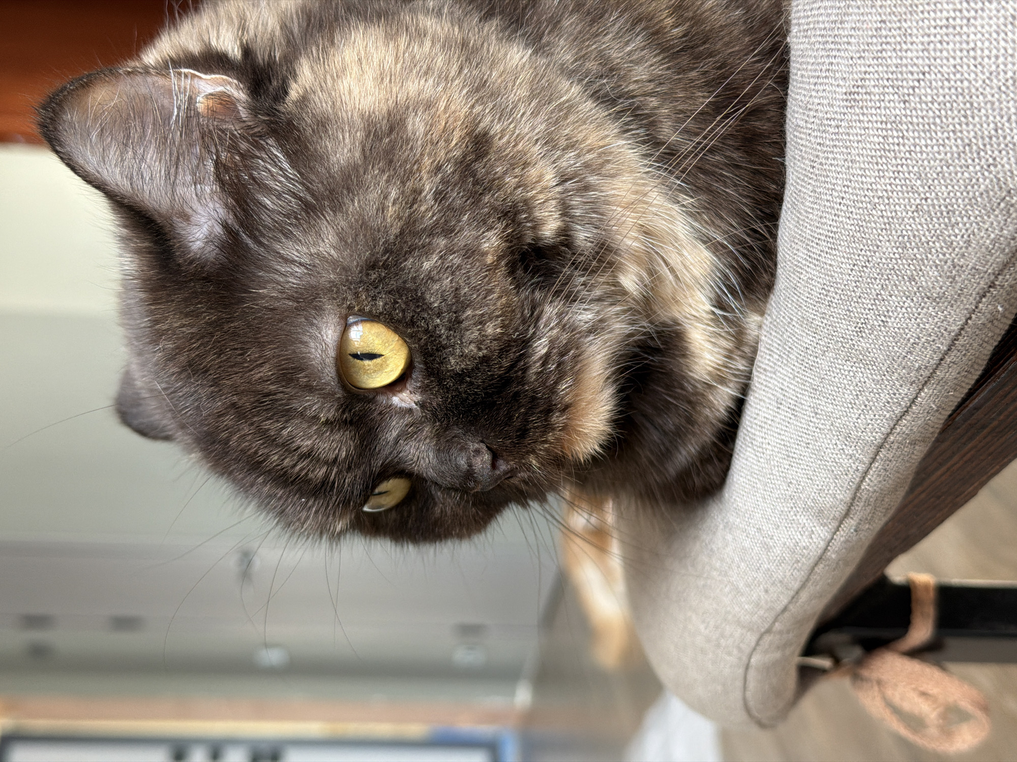 A brown tortoiseshell cat with striking yellow eyes is peering down from a gray upholstered cat bed. The background is blurry, showing an indoor scene with a hint of an exterior view through a window or opening. The cat is the primary subject, with the focus on its face and upper body. The cat bed is a secondary element, providing context to the cat's location and behavior. The location is not identifiable as Chaikovsky, Russia from the information available in the image.