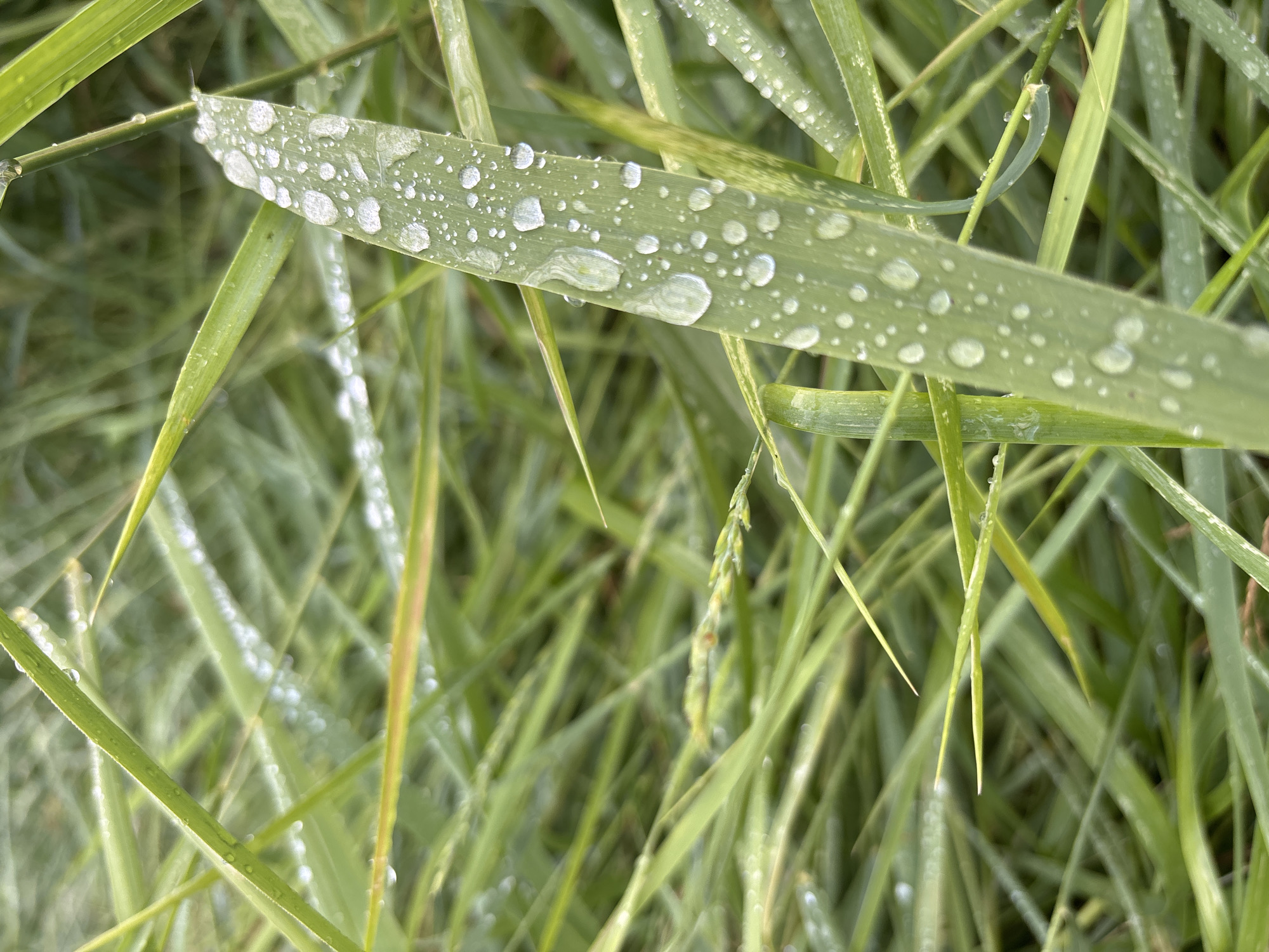 The image shows a close-up view of green grass blades covered in water droplets. The grass appears fresh and dewy, suggesting it might have rained recently or that it is early morning. The focus is on a broad grass blade in the foreground, prominently displaying numerous small and large water droplets. These droplets create a shimmering effect, reflecting light. In the background, other blades of grass are visible, creating a textured and layered effect. The overall impression is one of a natural, serene outdoor setting. The color palette is dominated by various shades of green, with the water droplets adding highlights of white and clear. There is no visible text in the image.