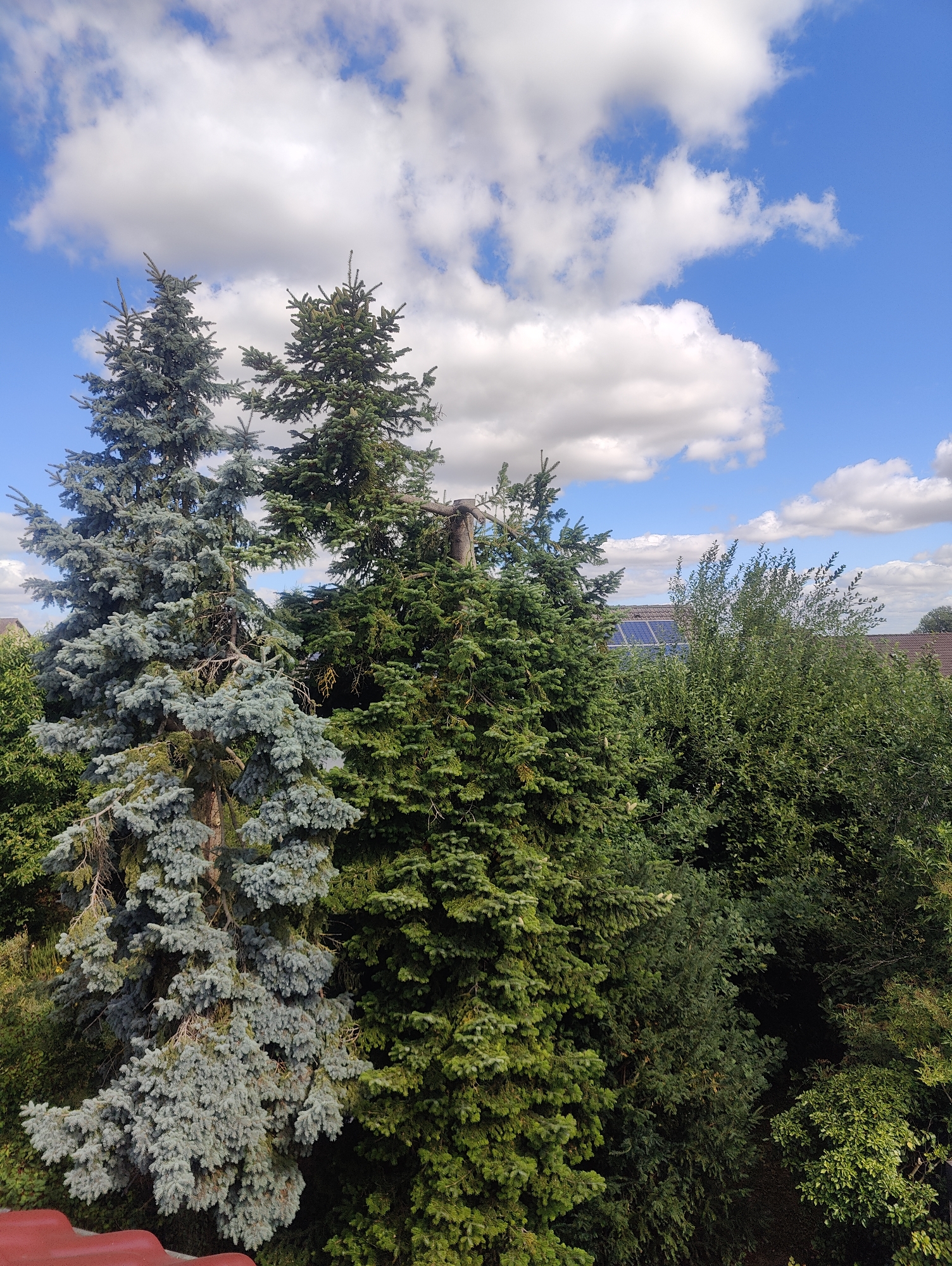 The image depicts an outdoor scene with a clear blue sky dotted with fluffy white clouds. In the foreground, there are several evergreen trees, two of which are particularly prominent. The tree on the left has a bluish-green hue and its branches droop downwards. To its right is a darker green evergreen tree. A section of a reddish roof is visible in the bottom left corner. In the background, behind the trees, solar panels are installed on a rooftop, suggesting a residential or commercial building. The overall impression is a serene, natural setting with hints of human habitation. This view is consistent with the landscape found in Unterpleichfeld, Germany, a rural area known for its greenery and characteristic rooftops.
