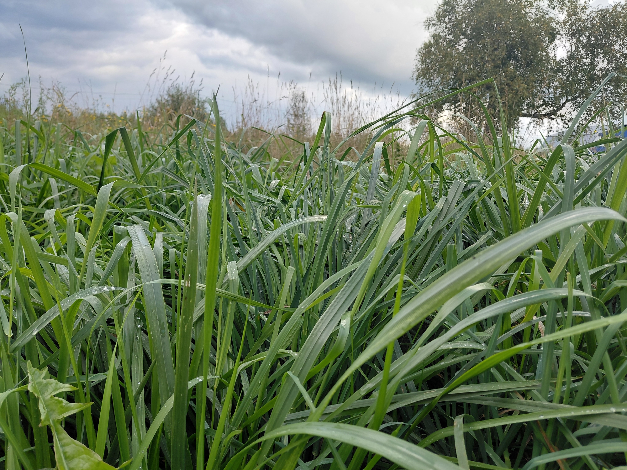 The image captures a close-up view of lush green grass, with some blades showing dew drops. In the background, out of focus, is a cloudy sky and a sparse tree with a few other distant trees. The scene appears to be an outdoor natural environment, possibly a field or meadow. The location is identified as Malinovka, Russia. There are no people or visible actions occurring in the image. The focus is on the texture and detail of the grass in the foreground.