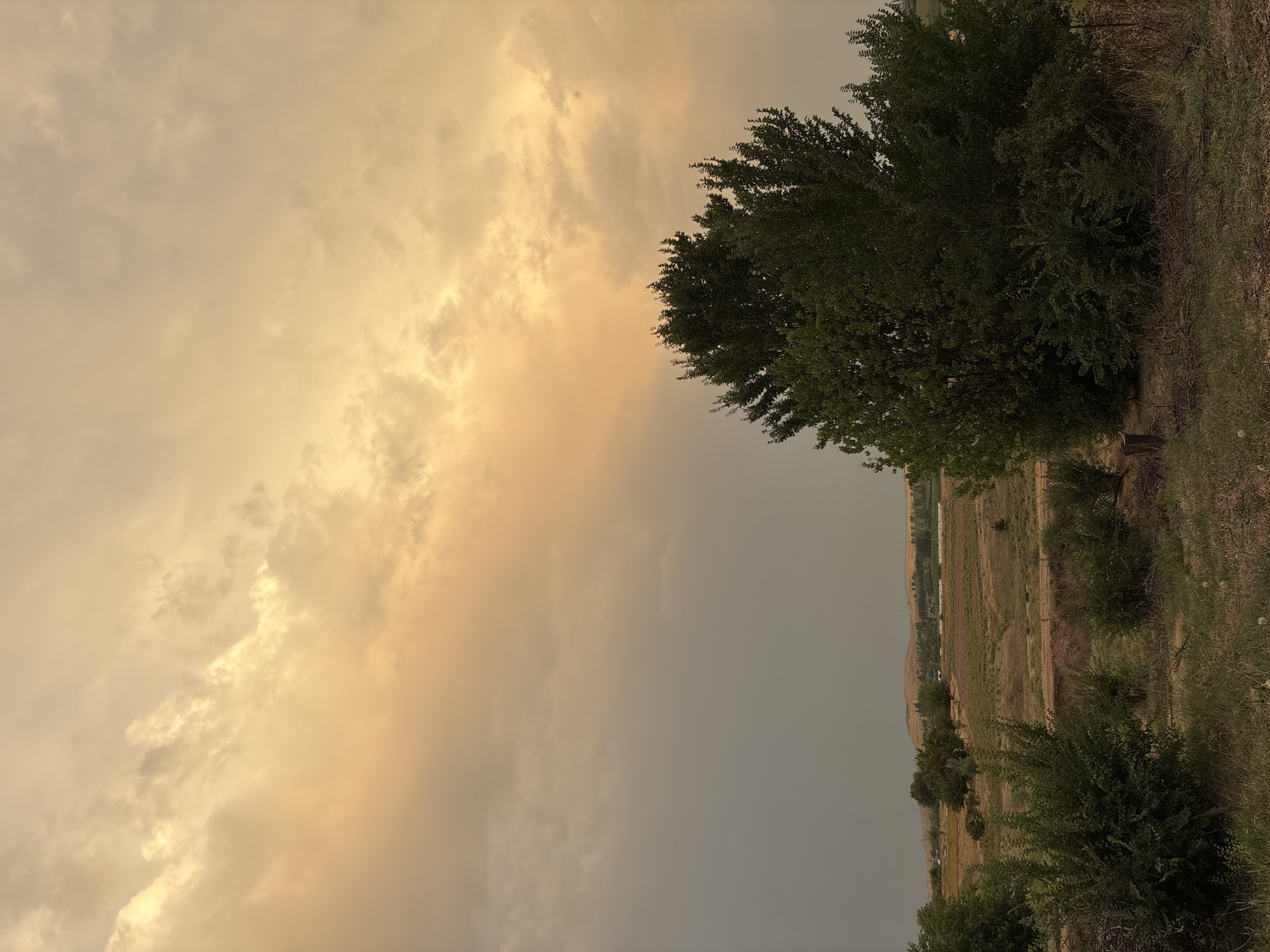 The image depicts a wide landscape at dusk, likely in the rural area of Жібек жолы ауылдық округі, Kazakhstan. The sky is dominated by dramatic, heavy clouds, predominantly in shades of orange and yellow, suggesting the setting sun is breaking through or illuminating them. Towards the left side of the sky, the clouds transition to a darker, gray hue, indicating a possible storm front or the approaching night.
The foreground consists of dry, patchy grass with scattered twigs and a single tree stump on the left. In the midground, there are several dense bushes and a large, leafy tree on the right side of the frame, casting dark shadows. Beyond these, the landscape unfolds into rolling hills and fields, appearing somewhat arid. Sparse vegetation and scattered trees dot the terrain. In the distance, the faint outlines of structures and possibly more trees suggest a settled area, but the overall impression is one of open, rural countryside. There are no people or animals visible in the scene. The lighting suggests it is late evening, with the sun low on the horizon.