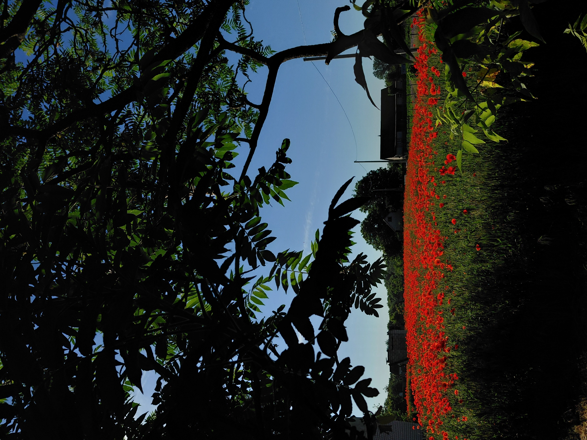 A vibrant rural or semi-rural landscape, in the city of Unknown, Unknown, is depicted with a field of bright red poppies under a clear blue sky, viewed through the heavily shadowed foliage of a large tree in the foreground. The immediate foreground is dominated by the silhouetted branches and leaves of a deciduous tree, rendered in dark green to black tones due to strong backlighting, framing the scene.
The midground features an expansive, densely populated field of vivid red poppies interspersed with green stalks, illuminated by direct sunlight. In the background, several structures are visible: a partial view of a light-colored building on the far left, a smaller brick-like structure in the center-left, and a dark-roofed house prominently positioned on the right side behind the poppy field. A continuous line of dense green trees and bushes forms a natural backdrop behind the structures. Two slender utility poles with faint wires connecting them are visible against the sky in the right-center. The upper portion of the image is dominated by a clear, bright blue sky devoid of clouds. No people or animals are present in the scene. The lighting suggests either late morning or late afternoon, characterized by strong contrasts and shadows.