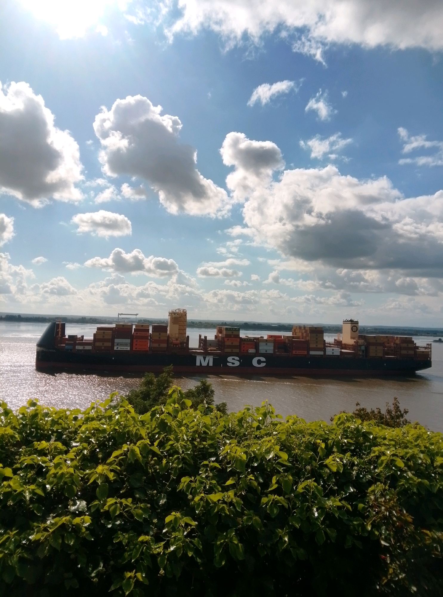 A large container ship named MSC is sailing on a wide river under a partly cloudy sky. The sun is shining brightly, creating reflections on the water. In the foreground, there is a dense green bush. The ship is filled with stacked shipping containers of various colors, and its name "MSC" is visible on its side. In the distance, the riverbanks are visible with trees and some structures. This scene appears to be on the Elbe River in Hamburg, Germany, a major port city known for its extensive shipping traffic.