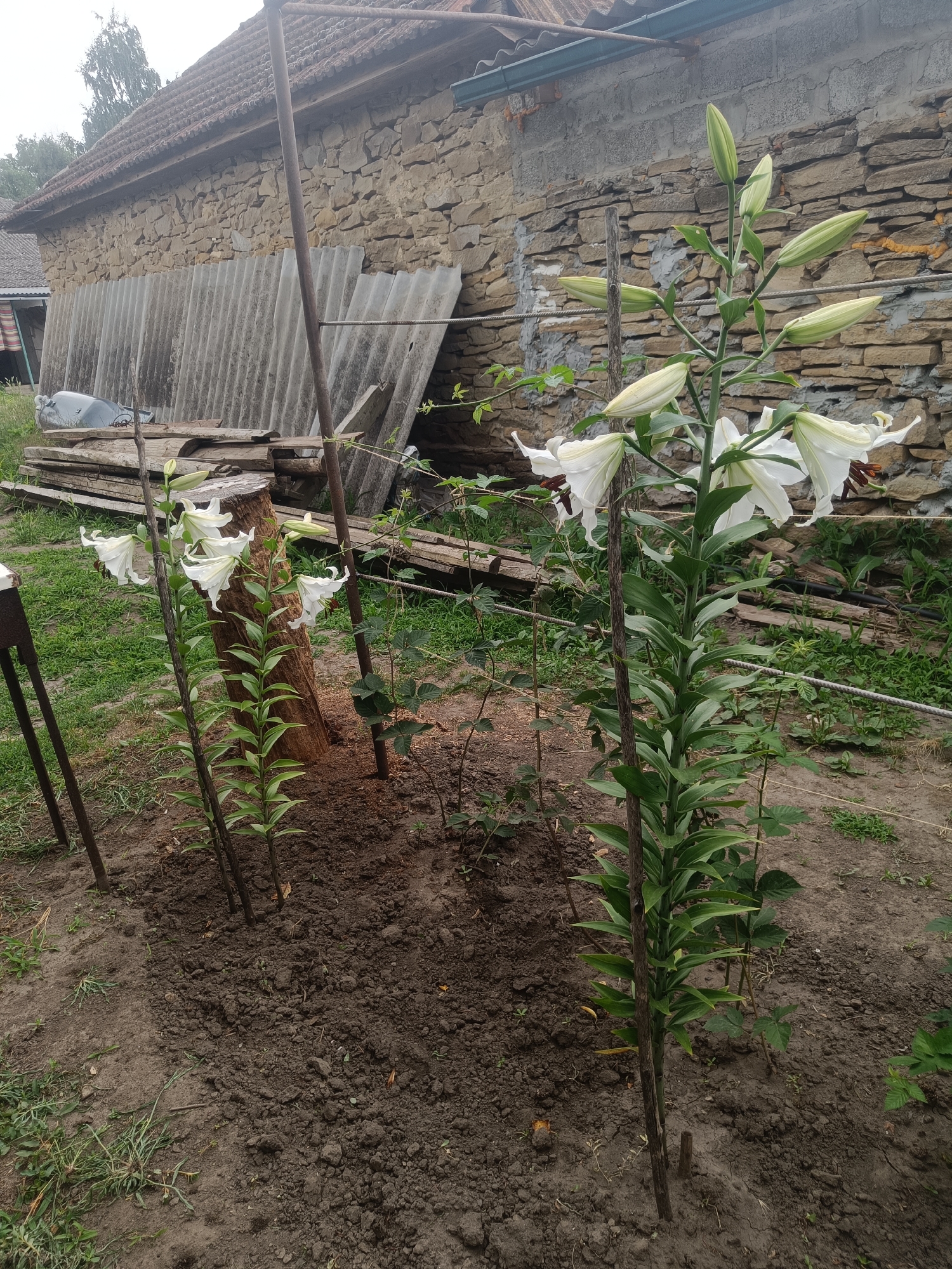 In Aleksandrovskoye, Russia, this image captures a garden scene with two prominent stalks of white lilies in bloom, supported by wooden stakes. The lilies are lush with green leaves and several budding flowers are visible on the taller stalk. Behind the flowers, a rustic stone building with a tiled roof is partially visible, along with stacked sheets of corrugated material and wooden planks. The ground is covered in soil and sparse grass. The overall atmosphere is one of a simple, rural dwelling.