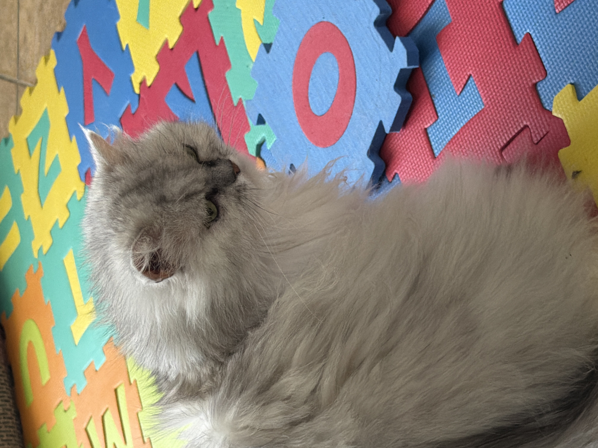 A Persian cat with gray and white fur is lying on a colorful foam puzzle mat with letters and numbers. The cat is looking down and to the right with its eyes partially closed. The mat is composed of interlocking pieces in blue, red, yellow, and orange. The scene appears to be indoors, possibly a home environment. There is no indication of this image being from Sharm El Sheikh, Egypt.