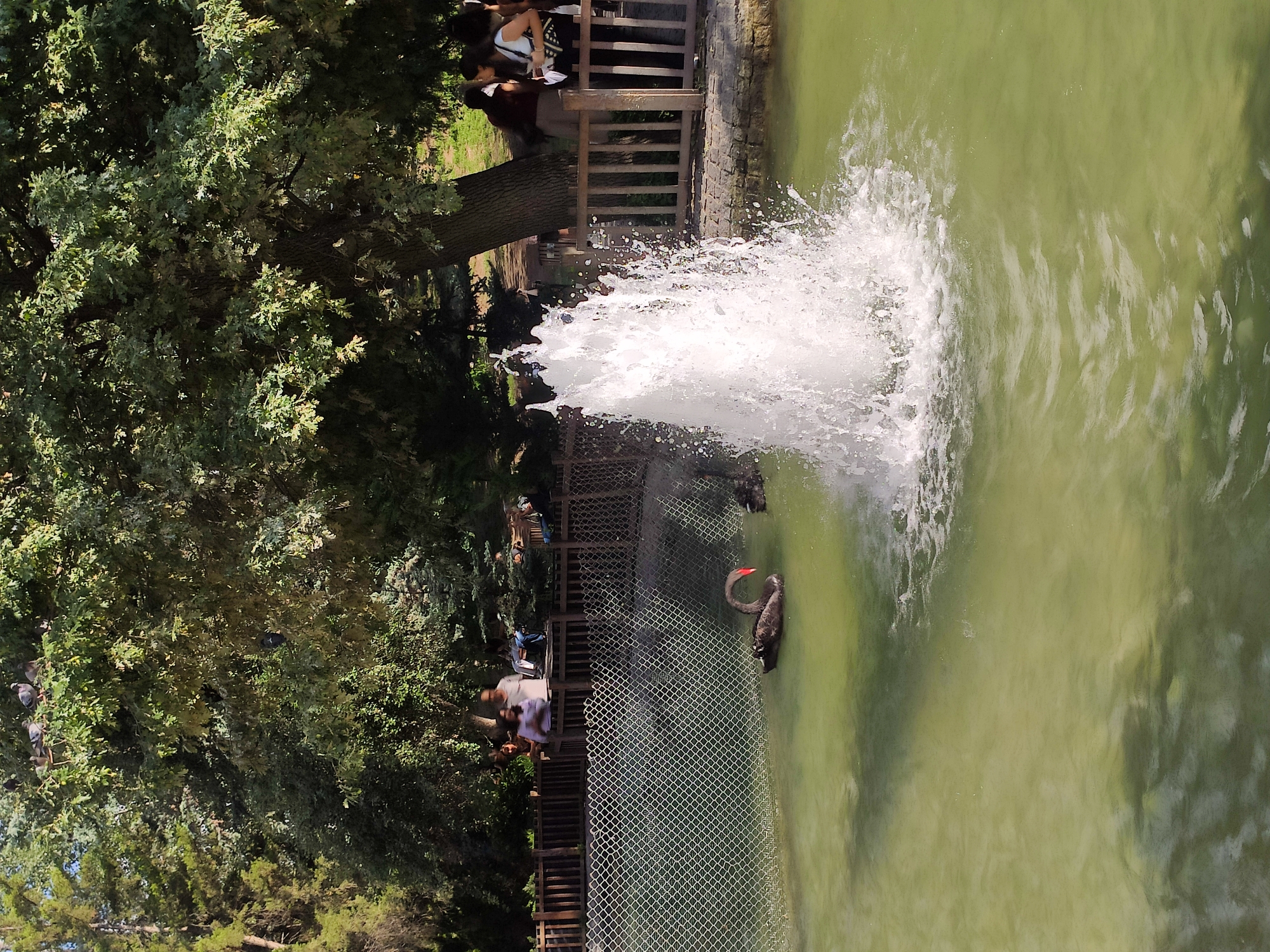A black swan with a red beak is swimming in a murky green pond in Ankara, Turkey. A fountain sprays water in the center of the pond. In the background, several people are standing behind a wooden fence, watching the swan. Trees and foliage surround the pond, and pigeons are perched on branches above. The scene appears to be a park or zoo enclosure.