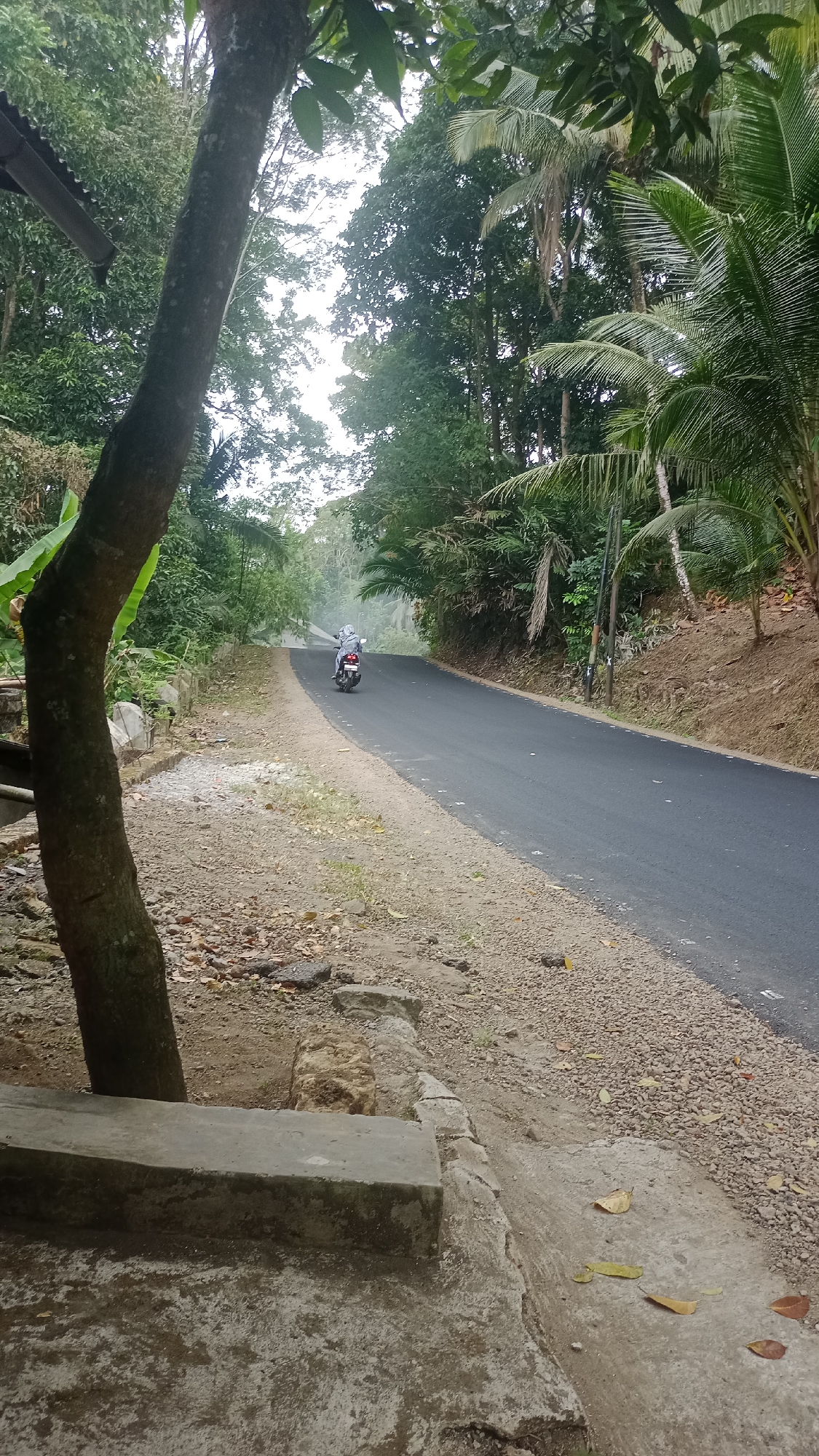 An overcast day in Singkir, Indonesia, a lone motorcyclist wearing a helmet and grey jacket rides a dark-colored motorcycle on a paved road. The road curves to the left and ascends a gentle incline, disappearing into a misty, tree-lined landscape. Dense green foliage, including palm trees and other tropical vegetation, flanks both sides of the road, creating a natural canopy overhead. The ground beside the road is covered in a mixture of dirt, gravel, and fallen leaves. In the foreground, a concrete structure, possibly part of a sidewalk or seating area, is visible on the left, with a thick tree trunk positioned close to it. The overall impression is one of a rural, humid environment.