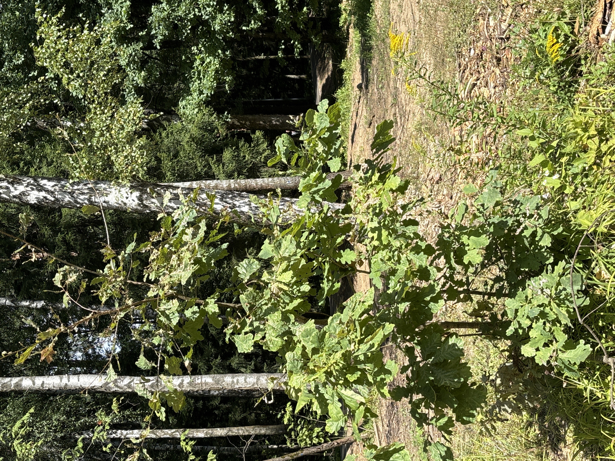The image depicts a sunlit forest clearing with mature birch and coniferous trees in the background. In the foreground, a young oak sapling with lobed green leaves is prominently featured. The ground is covered with dry leaves, twigs, and patches of grass. Yellow wildflowers are visible in the lower right portion of the image. A dirt path or clearing is faintly visible in the middle ground. The scene suggests a natural environment within or adjacent to the city of Trekhgorka, Russia.