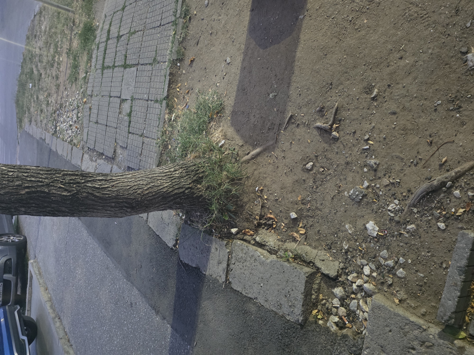 A narrow tree trunk with rough bark grows at an angle next to a cracked concrete sidewalk and a dusty, uneven patch of ground. The sidewalk is made of square tiles, many of which are broken or missing, with grass growing through the gaps. Adjacent to the sidewalk is a paved road with a grey car partially visible on the left. The ground around the tree is a mixture of dirt, small stones, fallen leaves, and debris, including a discarded cigarette butt and a small red and yellow object. The overall scene suggests an urban environment in disrepair.