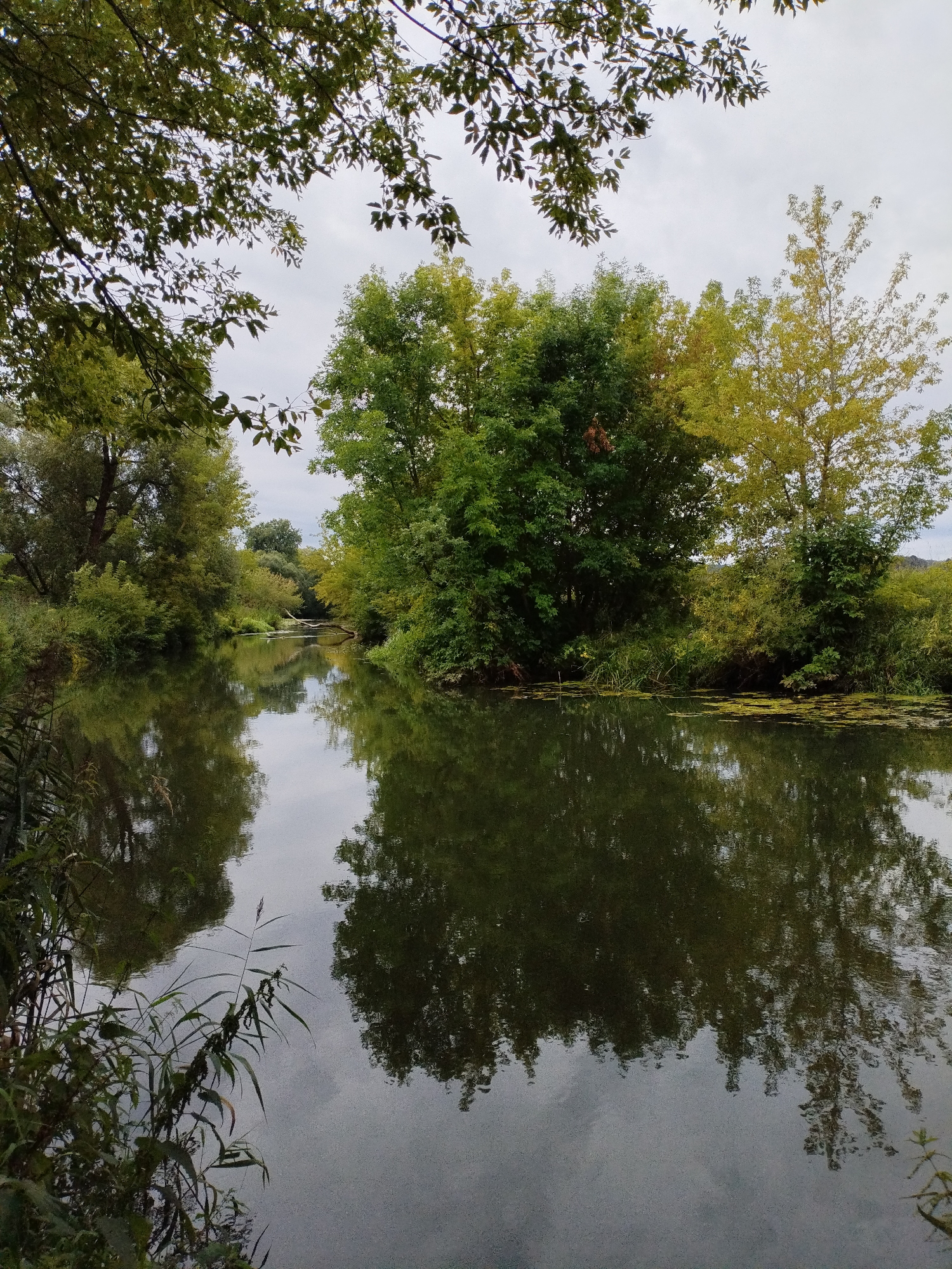 The image shows a serene natural scene along a riverbank in Bialynichy, Belarus. The river is calm and reflects the surrounding lush green trees and the cloudy sky. The foliage on the trees indicates late summer or early autumn, with some trees exhibiting yellowing leaves alongside vibrant green ones. Tall grasses and reeds are visible on the left bank of the river, with some patches of aquatic plants floating on the water's surface. The overall atmosphere is peaceful and tranquil, characteristic of a natural landscape in the Belarusian countryside. There are no people or man-made structures visible in the frame, emphasizing the unspoiled nature of the environment.