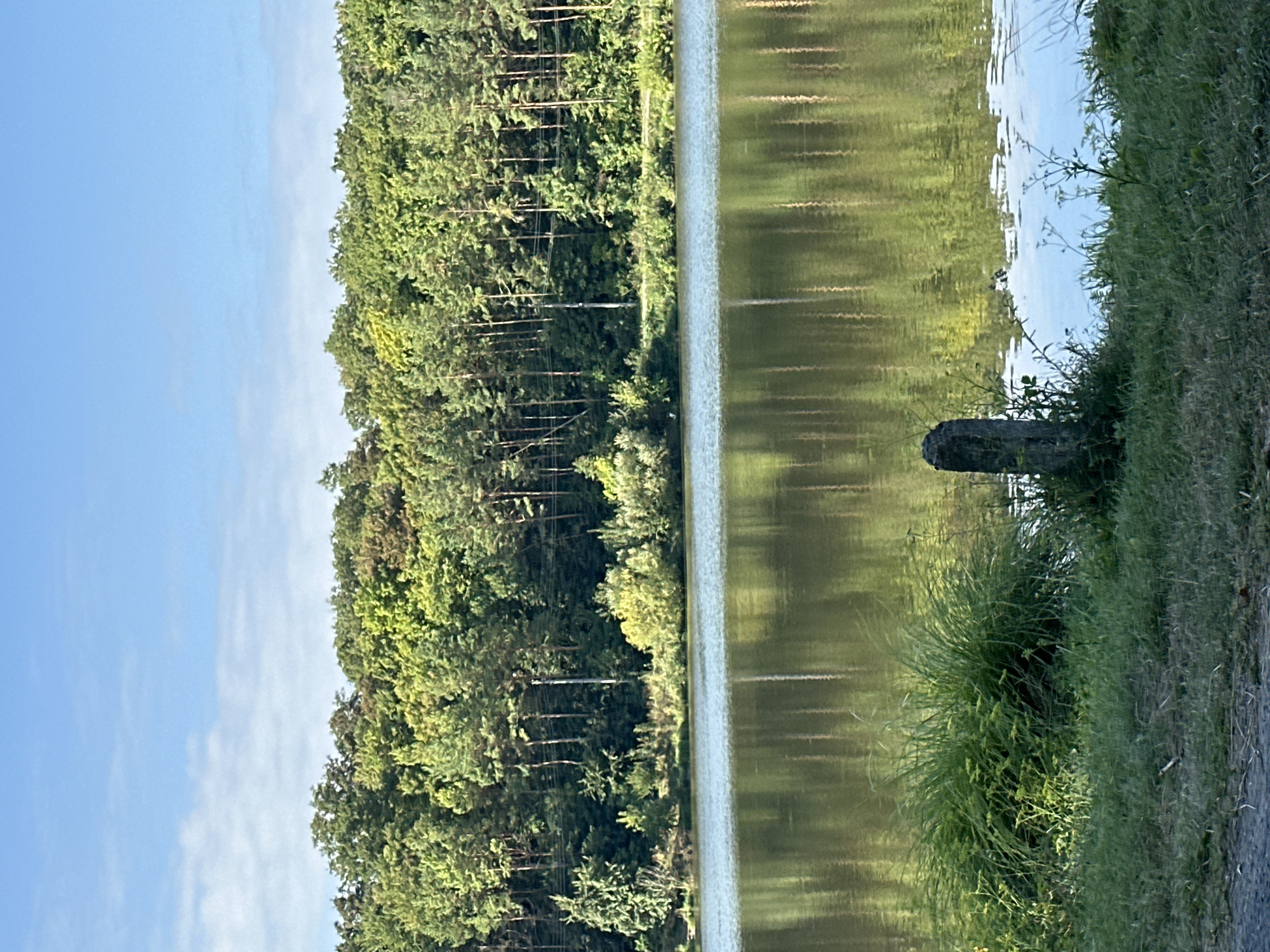 This is a vertical, medium-distance, eye-level shot of a tranquil lake scene in the city of Makiv, Ukraine. The foreground features a grassy embankment with sparse vegetation and a weathered, dark gray stone post positioned to the right of center. The embankment slopes down to the edge of a calm, reflective lake that occupies the middle ground. The lake's surface mirrors the trees and sky, with the reflections of tall, slender pine trees and a variety of deciduous trees creating vertical lines on the water. The background is dominated by a dense forest line composed of both pine and deciduous trees, their lush green foliage contrasting with the clear blue sky above, which is dotted with a few wispy white clouds. The lighting suggests it is daytime, possibly late morning or early afternoon, with gentle sunlight illuminating the scene. There are no people or animals visible in the image, and no discernible actions or interactions are taking place. The overall impression is one of natural serenity and stillness.