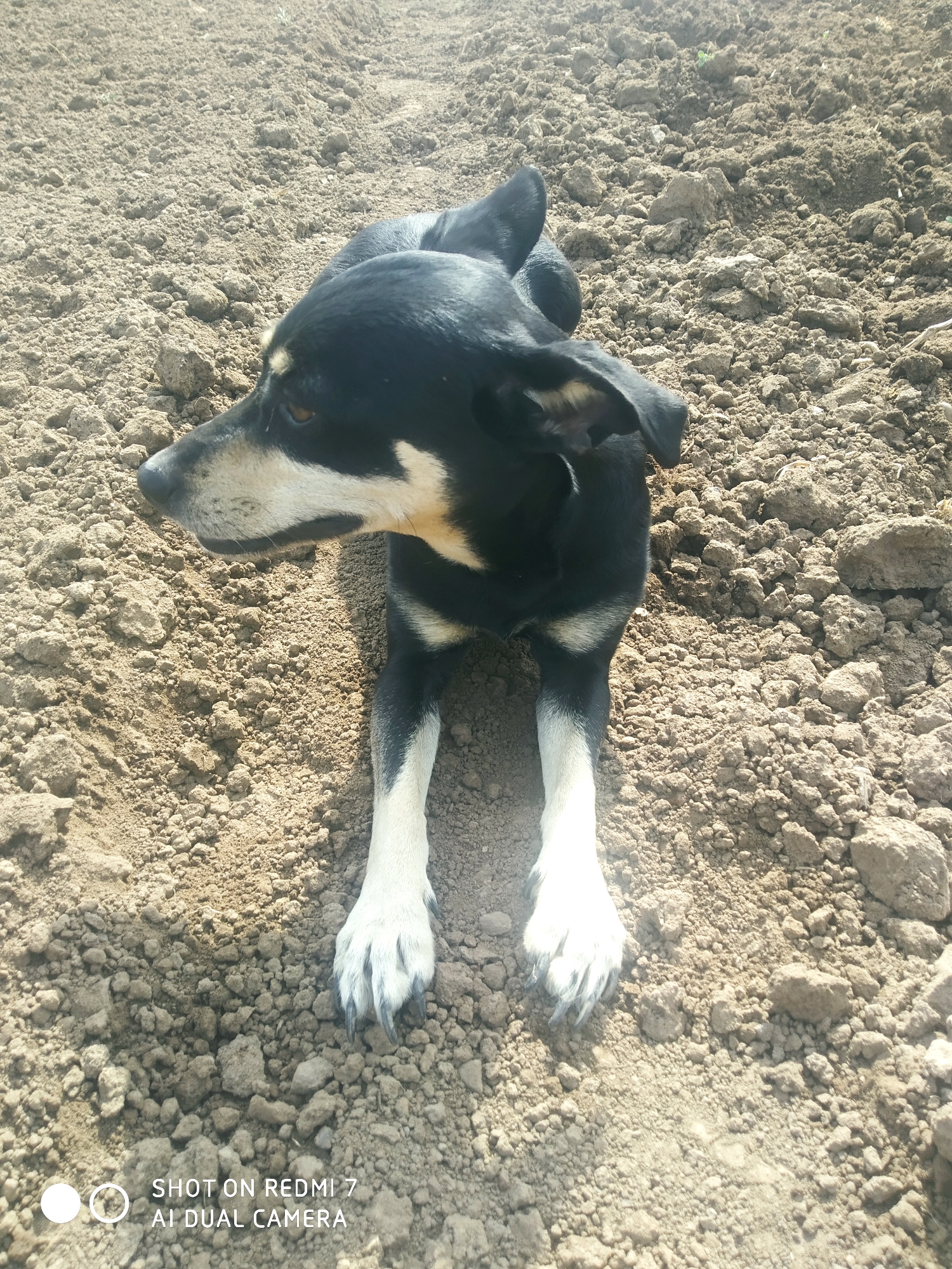 The image shows a medium-sized dog lying on the ground. The dog has a black coat with tan markings on its face and chest, and white paws. It is lying on dirt and small rocks. The dog is looking to the left of the frame. The text "SHOT ON REDMI 7 AI DUAL CAMERA" is in the lower left corner of the image, indicating the device used to take the photo. The location is not specified in the image, so the location cannot be verified as Ochansk, Russia.