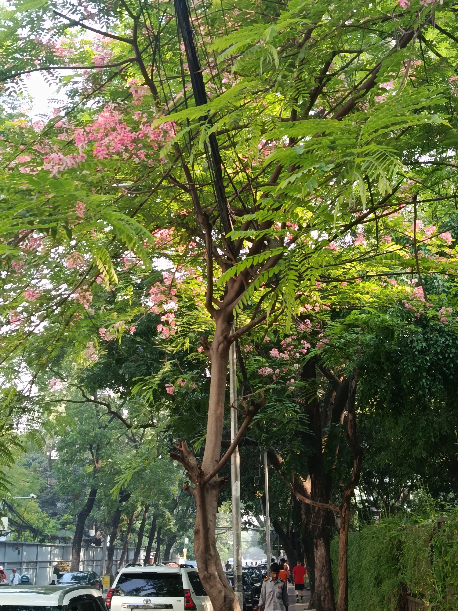 The image shows a street scene in Dhaka, Bangladesh. A tree with pink blossoms dominates the view, with green foliage and electrical wires intertwined in its branches. Cars are parked along the side of the street, and pedestrians walk on the sidewalk. The background includes other trees, buildings, and street infrastructure.