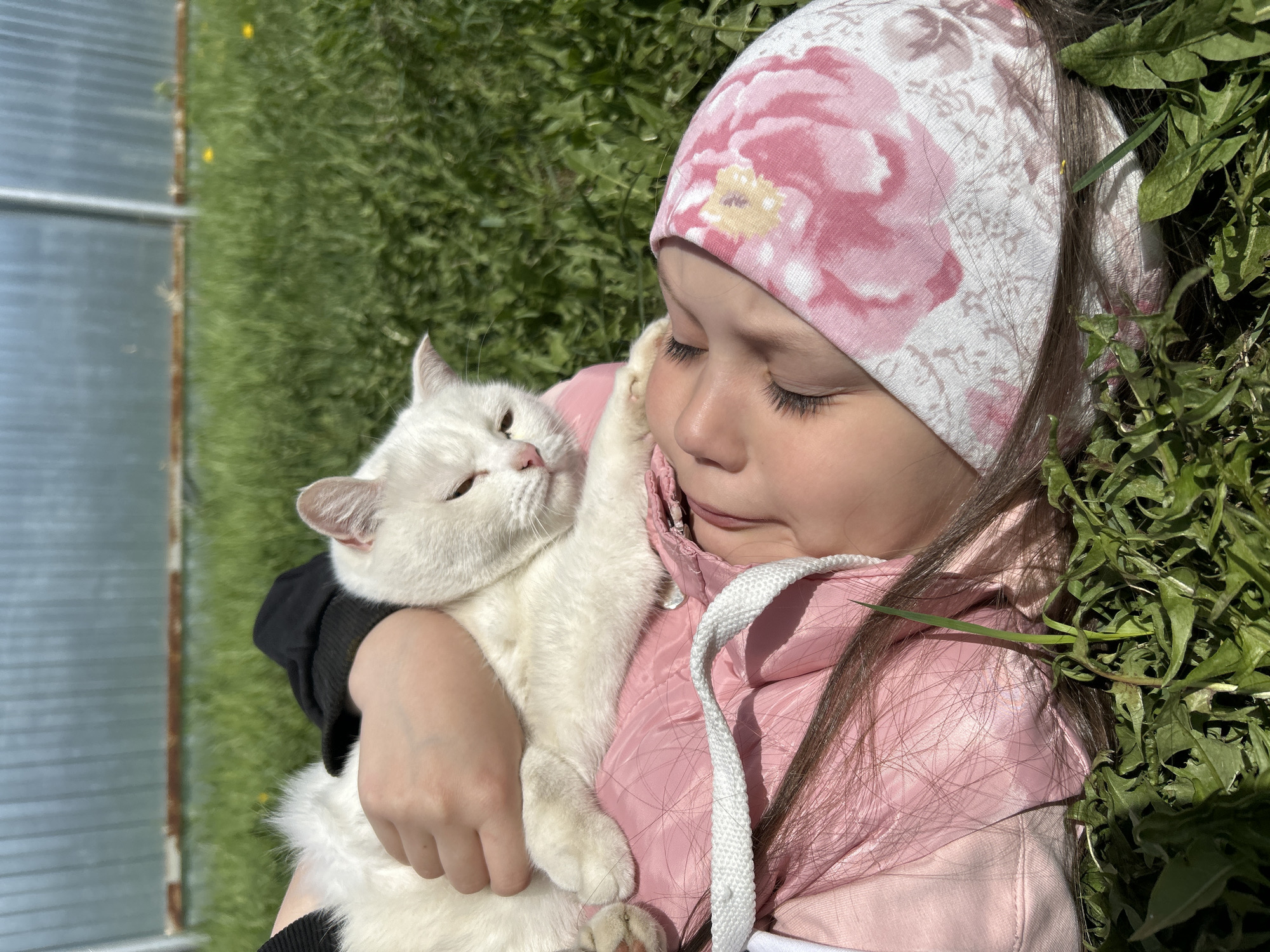 A young girl, likely between 5 and 8 years old, wearing a pink flowered headscarf, pink jacket, and black long-sleeve shirt, is holding a white cat in her arms. The girl has her eyes closed and is looking down at the cat, who is looking towards the left side of the frame. The background consists of green grass and a blurry structure with clear walls that could be part of a greenhouse. The location is possibly in Chaikovsky, Russia, given that it was mentioned in the prompt. The interaction between the girl and the cat suggests a moment of affection.
