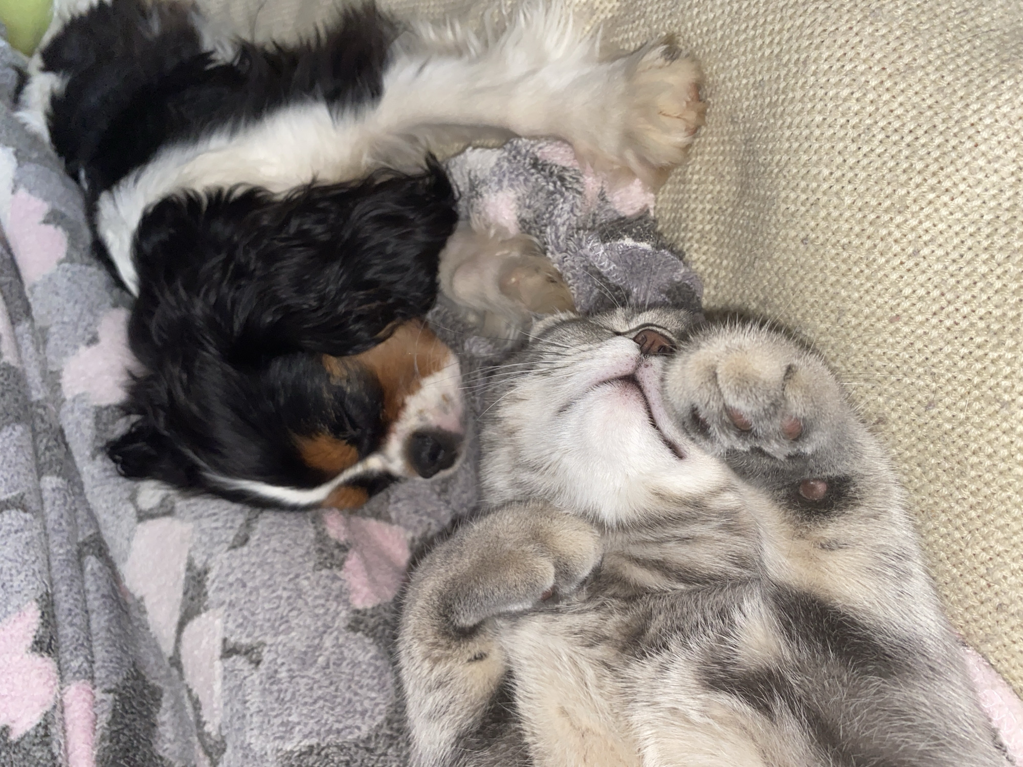 The image displays a serene indoor scene featuring a dog and a cat sleeping closely together on a piece of furniture, likely a couch or bed.
On the left, a tricolored dog, with black, white, and tan fur, is nestled on a gray blanket patterned with soft pink and white shapes. The dog's head is visible, with its eyes closed, indicating a state of deep rest. Its dark fur contrasts with the lighter markings, particularly around its face.
To the right of the dog, a gray and white tabby cat is captured lying on its back, with its head tilted upwards and eyes closed. One of its front paws is curled near its chin, a common relaxed posture for a sleeping cat. The cat's belly and striped fur are visible, highlighted by soft lighting.
Both animals appear to be completely at ease and comfortable, lying in close proximity, suggesting a peaceful coexistence. The background primarily consists of the patterned gray blanket and a textured, light beige or cream-colored fabric, which could be the upholstery of the furniture. The lighting is soft and even, contributing to the calm and tranquil mood of the image. There is no visible text present in the media file. The scene beautifully captures the essence of companionship and peaceful rest between two beloved pets.