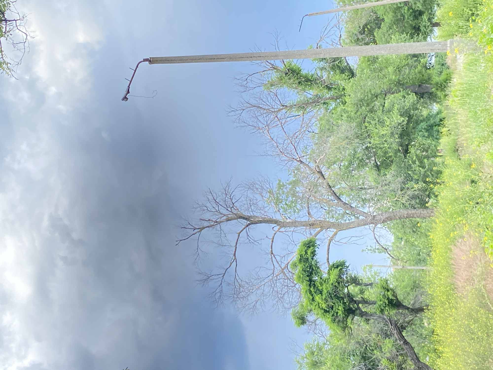 An outdoor shot taken from a low angle shows a field of yellow wildflowers and green grass in the foreground. In the middle ground, several trees are visible, some with green leaves and others bare. A tall, concrete lamppost stands to the right of the frame. In the background, a large, dark cloud looms in the sky. The scene appears to be set in a natural area, possibly a park or a roadside, with no people or man-made structures other than the lamppost.