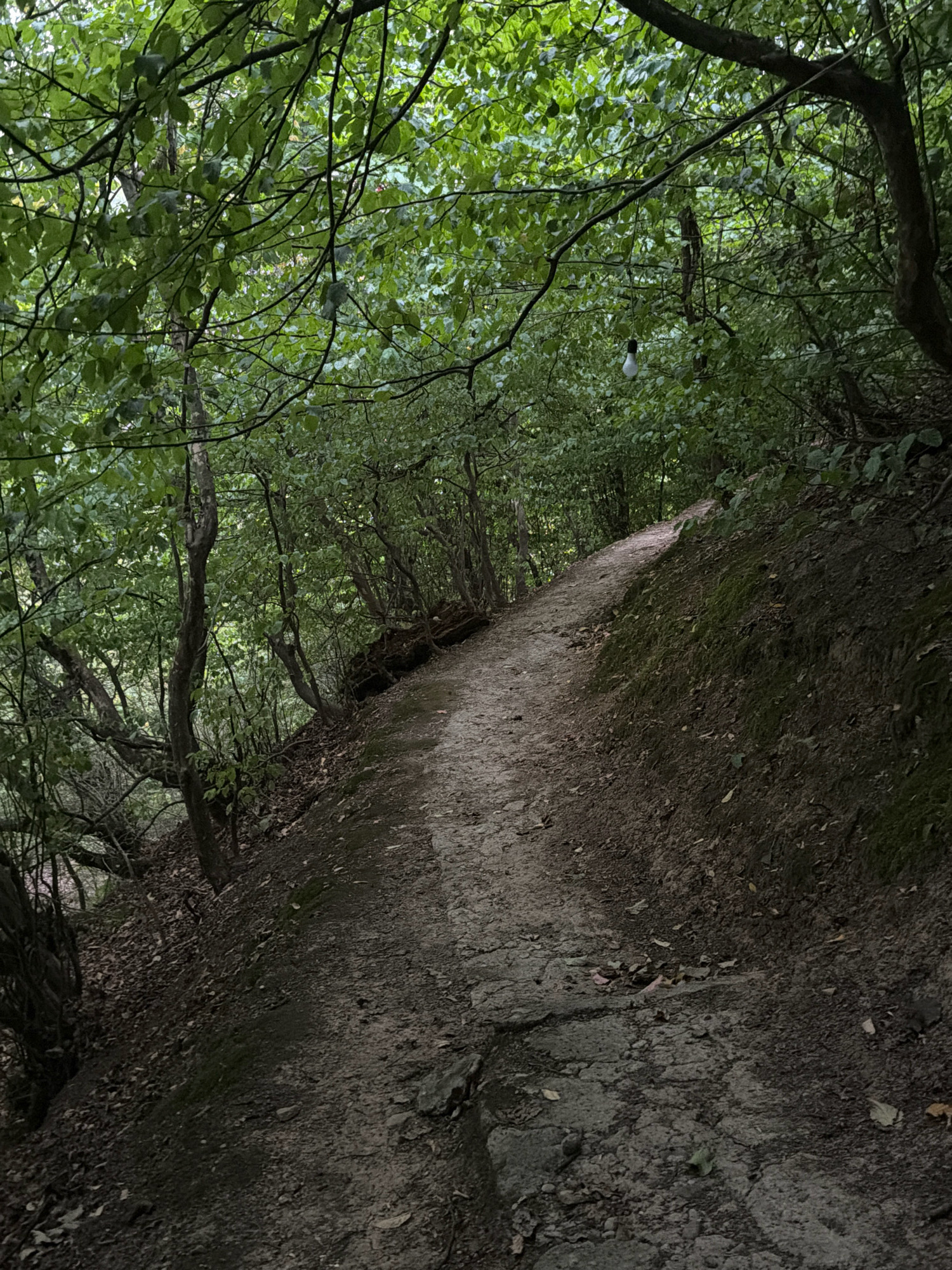 The image depicts a narrow, dirt path winding through a dense forest with lush green foliage overhead. The path is uneven, with exposed rocks and leaf litter scattered across its surface. The trees on either side of the path are tall and densely packed, creating a sense of enclosure. The lighting is dim, suggesting it might be early morning, late afternoon, or a cloudy day. The overall impression is one of a secluded and natural setting. Without further information, it is not possible to determine the specific location within the city of Masalli, Azerbaijan.