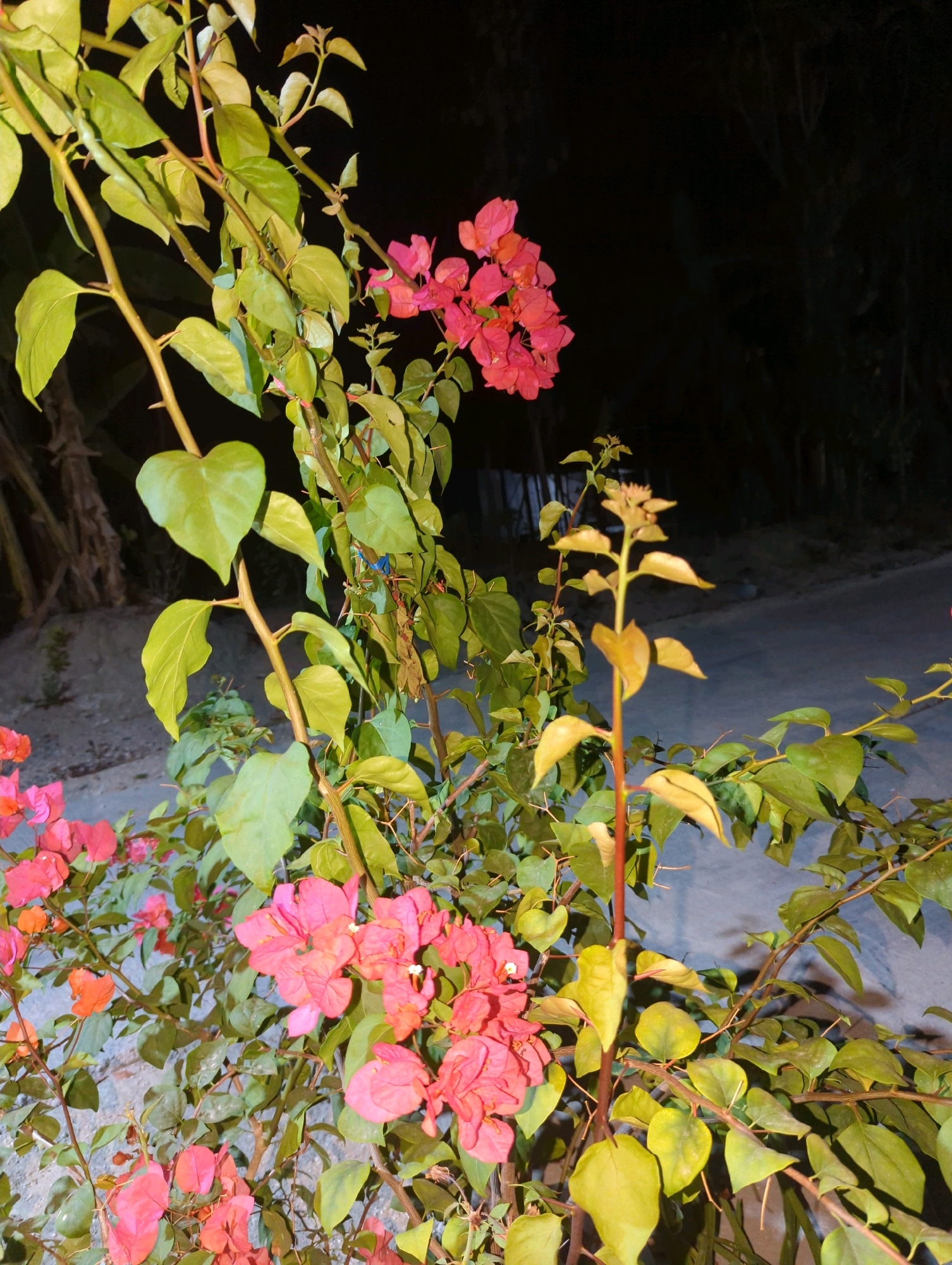 A close-up, low-angle shot captures a cluster of vibrant pink bougainvillea flowers and their green foliage against a dark, blurred background. The flowers are the dominant subject, with several large bunches of delicate pink bracts. The leaves are a mix of green and yellowing tones, suggesting varying stages of health or light exposure. The plant's stems are woody and thorny. The background suggests an outdoor setting, possibly a roadside in Kunti, Indonesia, with hints of trees and a paved surface. The lighting is dim, indicating it is nighttime. There are no people or animals visible in the image.