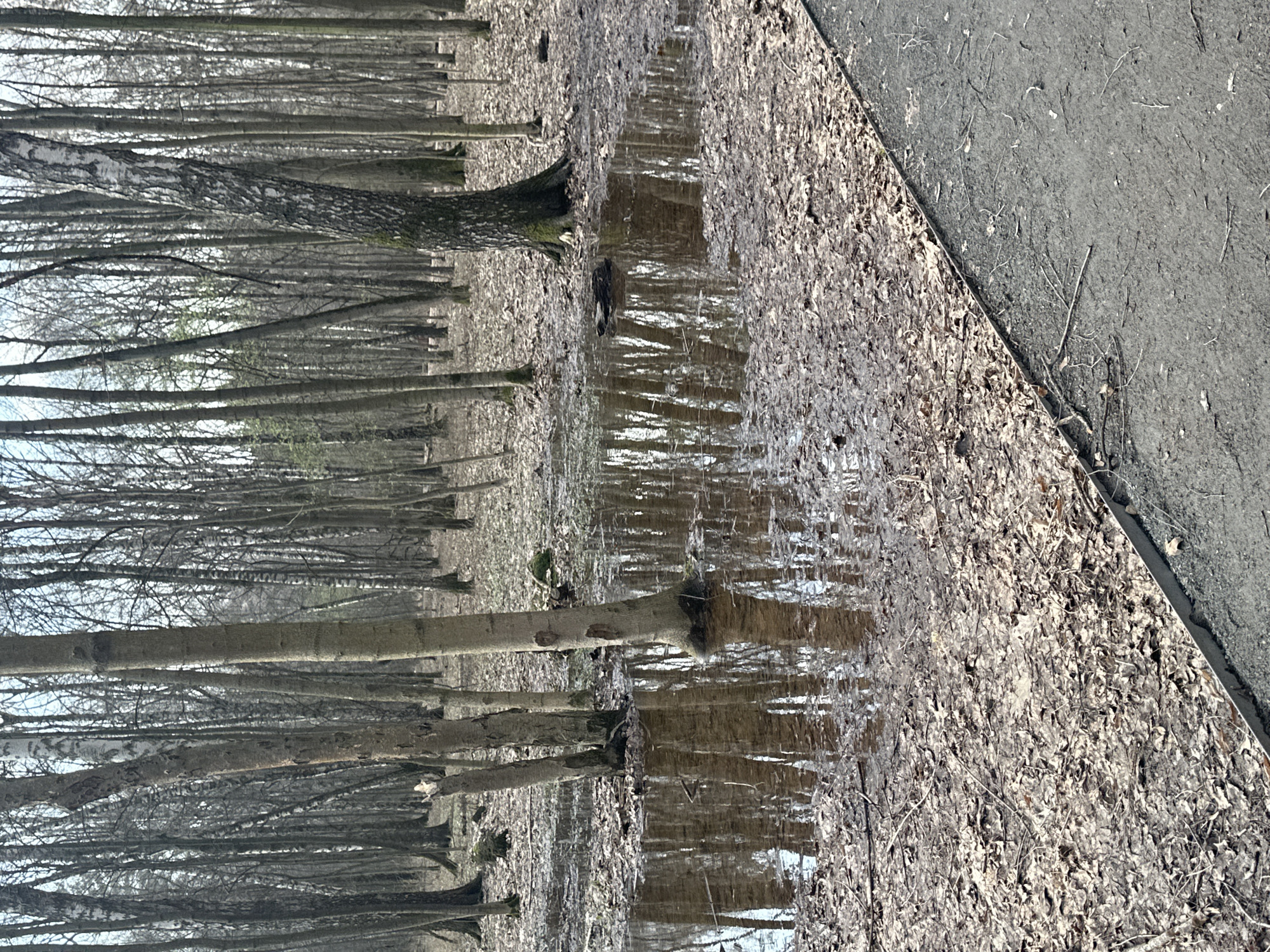 The image depicts a forest scene in Moscow, Russia. Numerous trees with bare branches stand close together, creating a dense woodland. Patches of water lie on the ground, reflecting the trees and sky. Fallen leaves cover the ground around the trees and alongside a paved pathway on the right side of the frame. The overall scene suggests a late autumn or early spring setting. There are no people or animals visible in the image.