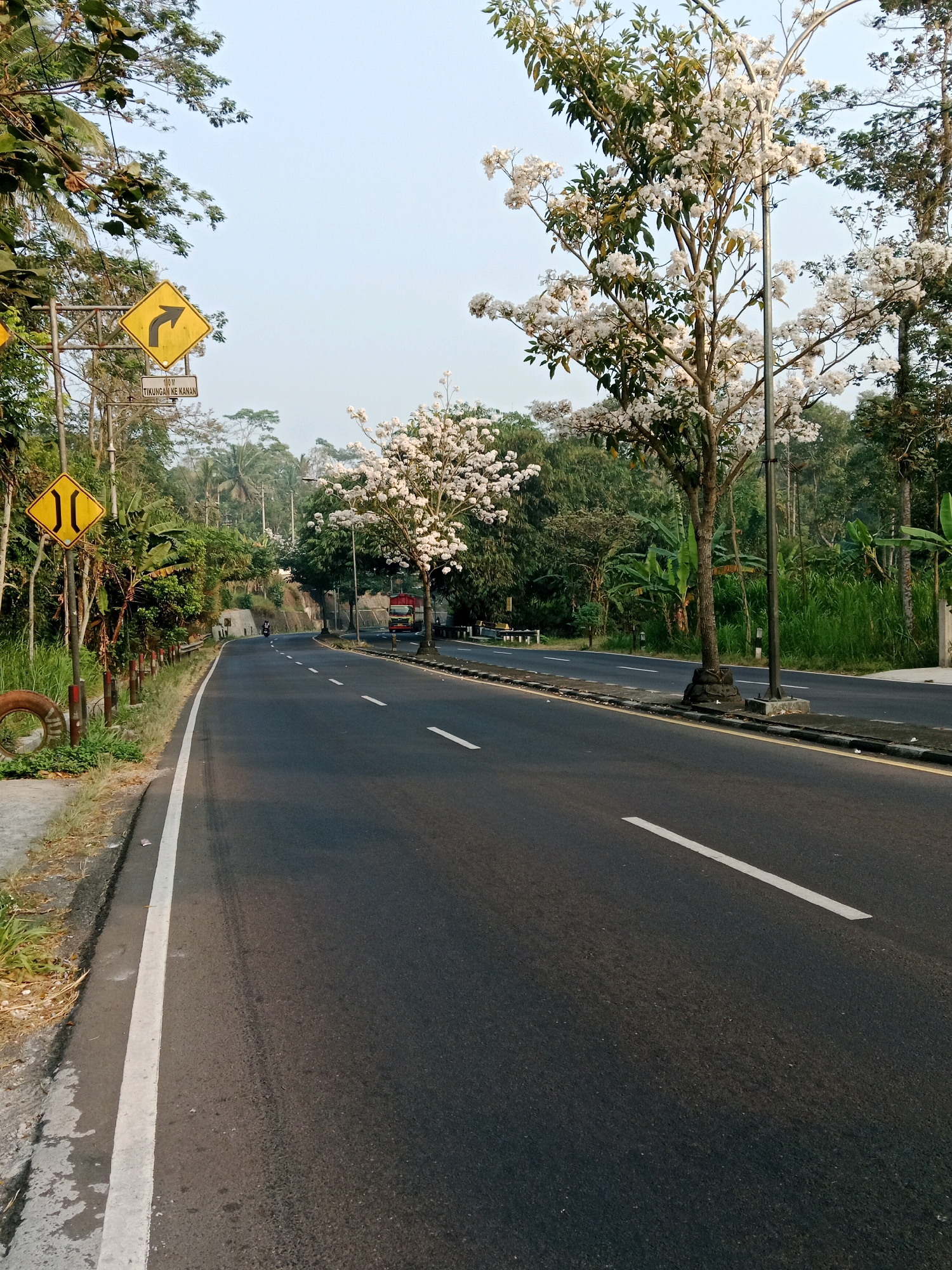 The image captures a roadside scene in Salatiga, Indonesia. A paved road curves to the left, lined by a grassy shoulder and a few tire barriers on the left. Traffic signs are visible on the left side of the road: a yellow diamond-shaped sign with a black arrow indicating a sharp right turn, and below it, a sign with Indonesian text, "TIKUNGAN KE KANAN," which translates to "TURN TO THE RIGHT." Further down the road, another yellow diamond-shaped sign with black parallel lines suggests a narrowing of the road. Trees with white blossoms flank the road, with lush green foliage and palm trees forming a dense background. A red truck is parked on the right side of the road. In the distance, a person on a motorcycle is ascending the road. The sky is clear and pale blue, indicating daylight.