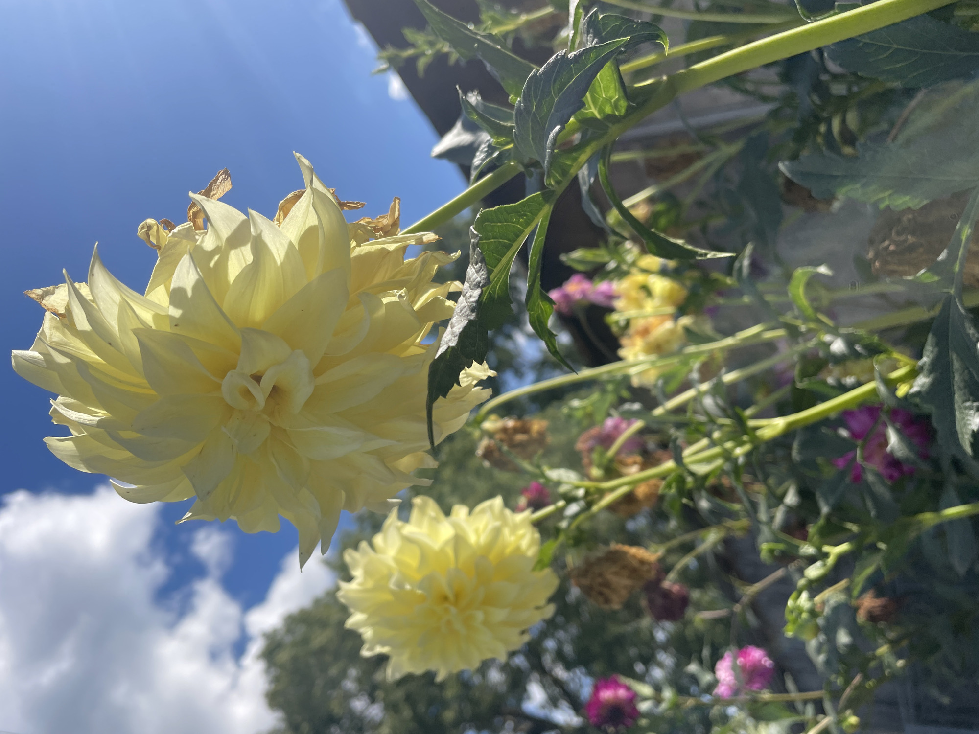 A low-angle, close-up shot captures a pale yellow dahlia flower with layered petals against a bright blue sky with scattered white clouds. The dahlia is in the foreground and slightly to the right, with its textured petals catching the sunlight. To the left and slightly behind, another pale yellow dahlia is visible, also in focus. The background is a blur of green foliage, some dried brown flower heads, and hints of pink and purple flowers, suggesting a garden setting. The overall scene is outdoors on a sunny day, possibly in the city of Shpykolosy, Ukraine, given the context.