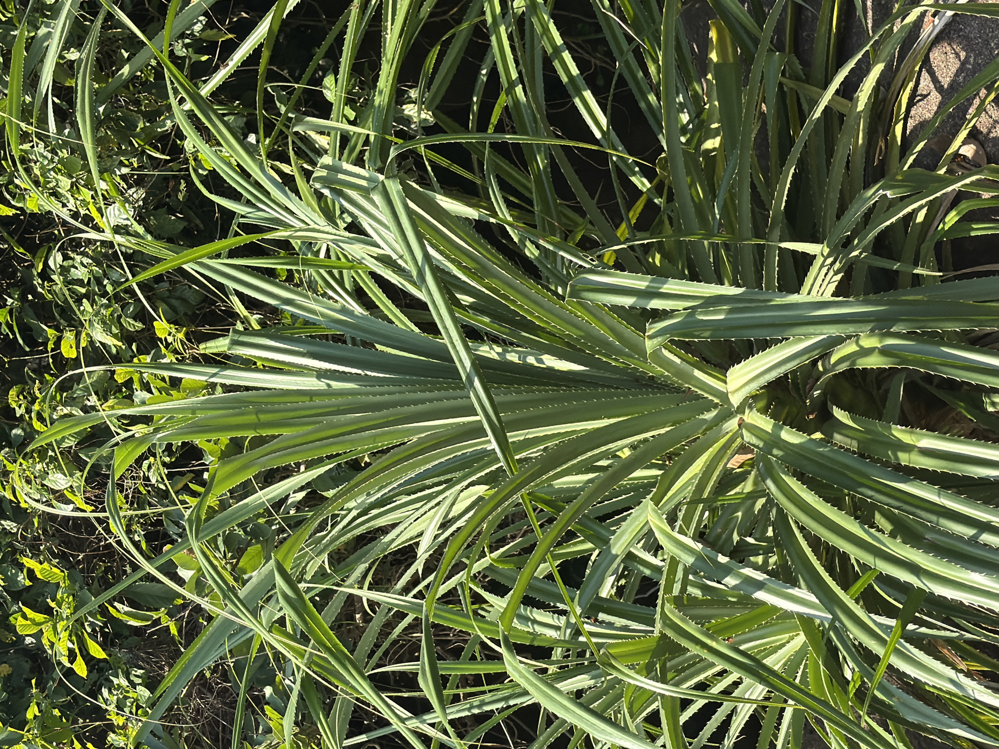 The image shows a dense patch of plants with long, spiky, green leaves. These plants appear to be a species of agave or a similar succulent. Some leaves display pale stripes along their length. The plants are growing in what seems to be a slightly unkempt, semi-wild environment. Other smaller plants with broad leaves and vines are scattered in the undergrowth. The photo appears to be taken at ground level. Without additional context or landmarks, pinpointing the specific location within Đà Nẵng, Vietnam, is impossible.