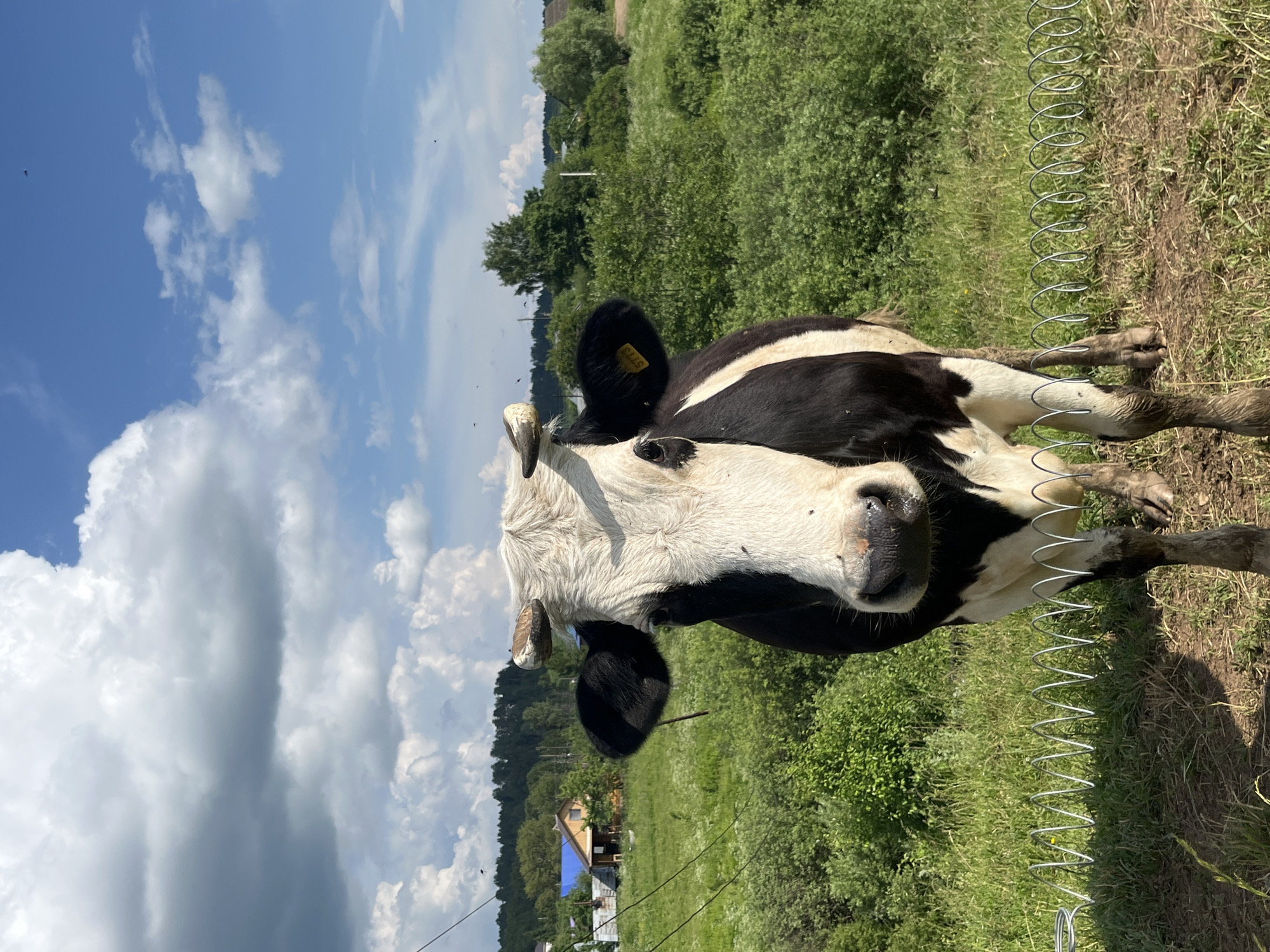 A black and white cow stands in a grassy field in the foreground, facing the camera. The cow has short, curved horns and a yellow tag on its right ear. Behind the cow, there is a fence made of coiled wire. In the midground, there are trees and bushes. In the background, there are houses and a blue-roofed building, suggesting a rural or semi-rural setting. The sky is blue with scattered white and gray clouds. There are some small black insects visible in the air. The image appears to have been taken outdoors on a sunny day. This scene is located in the village of Фоки, Russia.