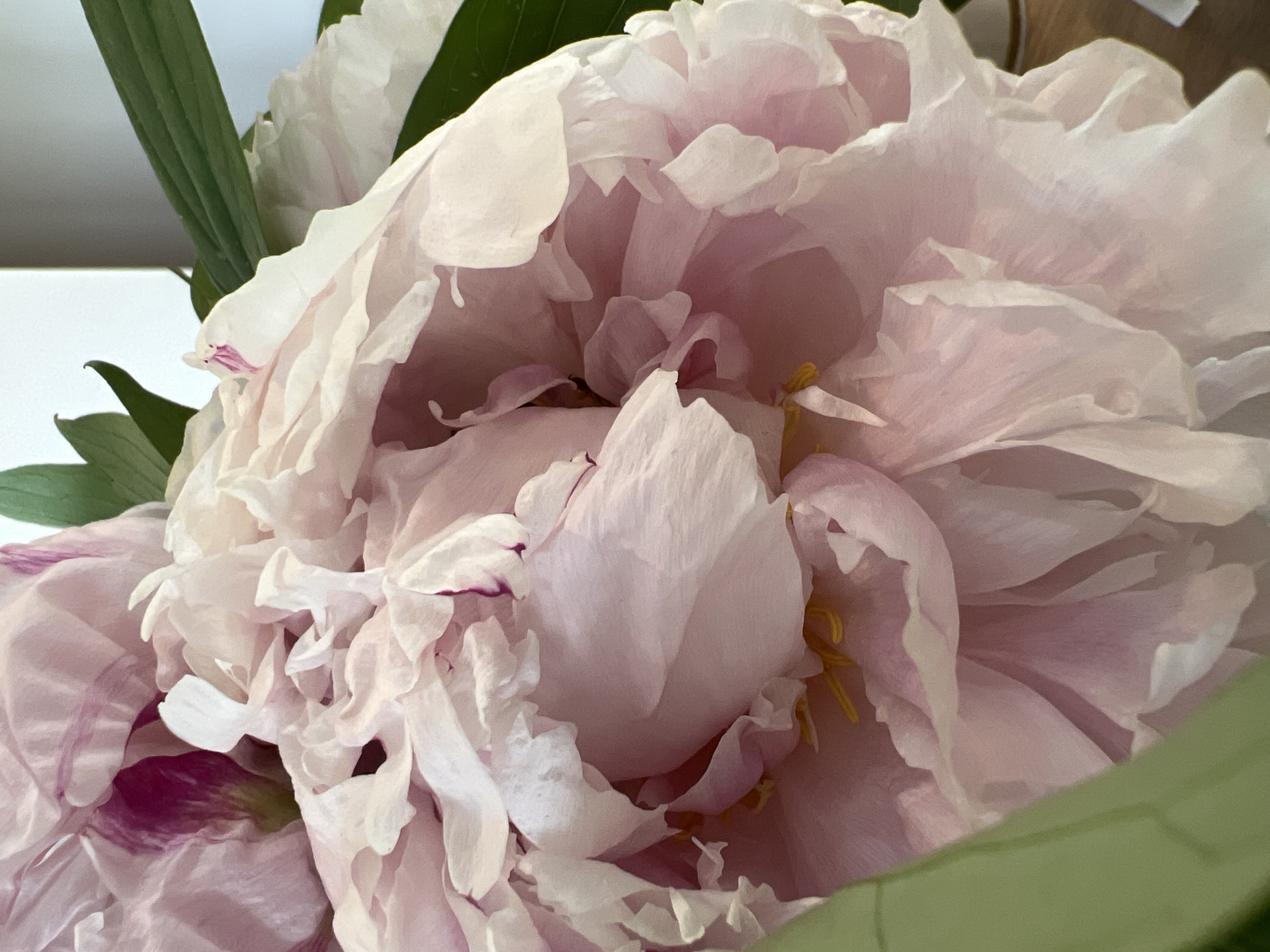 The image is a close-up, low-angle shot of a pale pink peony flower, filling the frame. The flower has many ruffled petals, some appearing translucent with delicate veins. Hints of darker pink or magenta are visible on some of the inner petals. The stamens at the center of the flower are a bright yellow. Green leaves are visible at the top and left edges of the image. The background is softly blurred, suggesting an indoor setting with a light-colored wall and a wooden surface at the bottom right. There is no indication of the city of Bunbeg, Ireland, or any other specific location within it, nor are there any people or actions depicted.