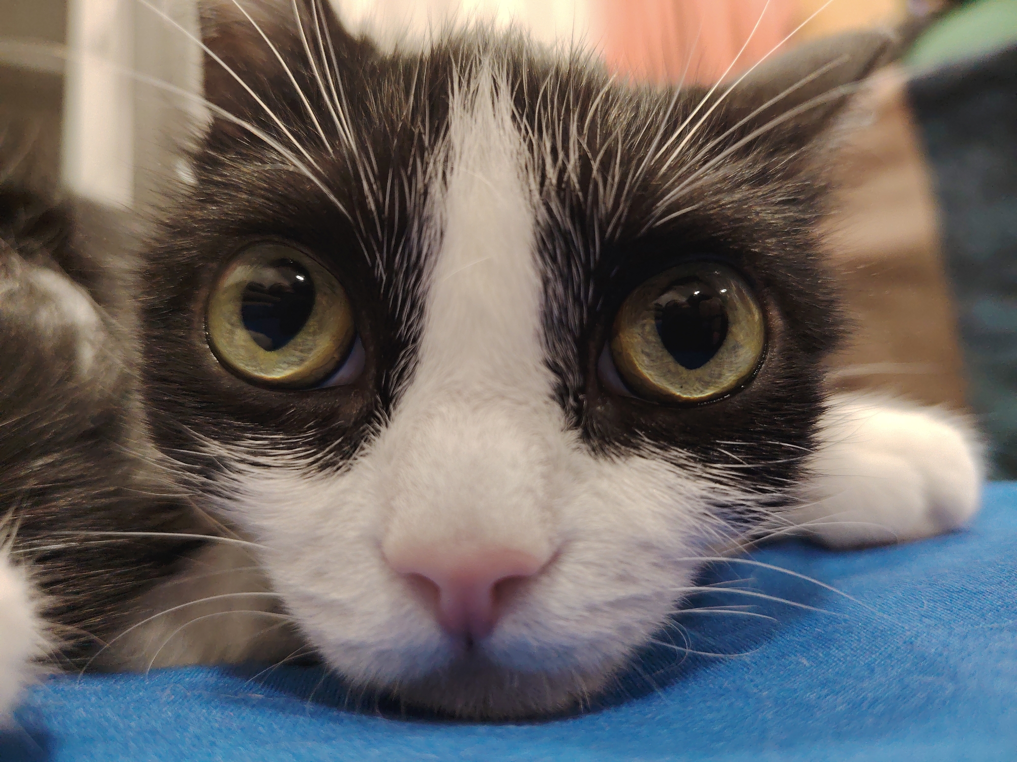 A close-up photograph captures the face of a black and white kitten. The kitten's large, green eyes dominate the image, with a clear reflection visible in each. Its pink nose is centered below the eyes. White whiskers extend from the sides of its face. The kitten is resting on a blue surface. The background is out of focus. Location: Unknown, Unknown.