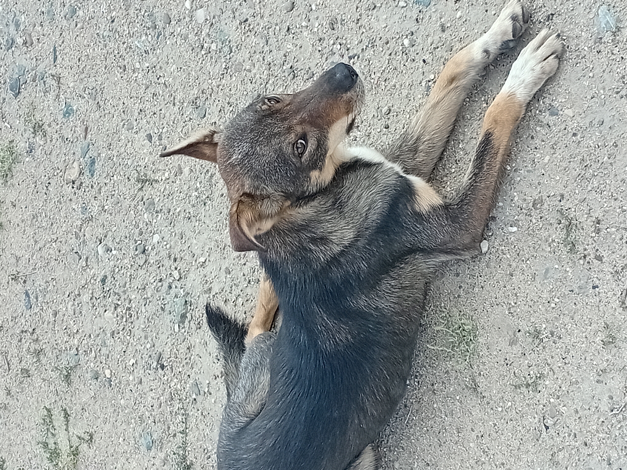 A medium-sized dog with short fur, predominantly gray and black with tan markings on its legs and face, is lying on a gravelly surface. The dog is positioned in a relaxed, resting posture, with its front legs extended forward and its hindquarters tucked to the side. Its head is turned to the right, and its eyes are open, looking slightly upwards. The environment appears to be an outdoor, unpaved area, possibly a roadside or a vacant lot, with small stones and dirt visible. There are no humans or other animals present in the image. The lighting suggests it is daytime. The location is identified as Semey, Kazakhstan.