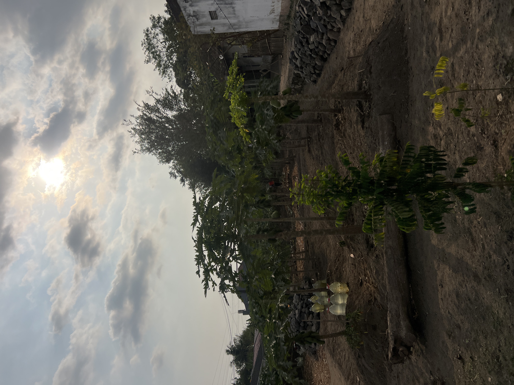 The image shows a rural landscape in Ngaglik, Indonesia, under a cloudy sky with the sun peeking through. In the foreground, a dirt path leads past a row of young papaya trees, some of which bear fruit. Several large plastic jugs filled with liquid are placed on the ground near the trees. A fallen log lies on the left side of the path, and further back, a rustic house with white walls and a dark roof is visible. The area is surrounded by vegetation and a low stone wall.