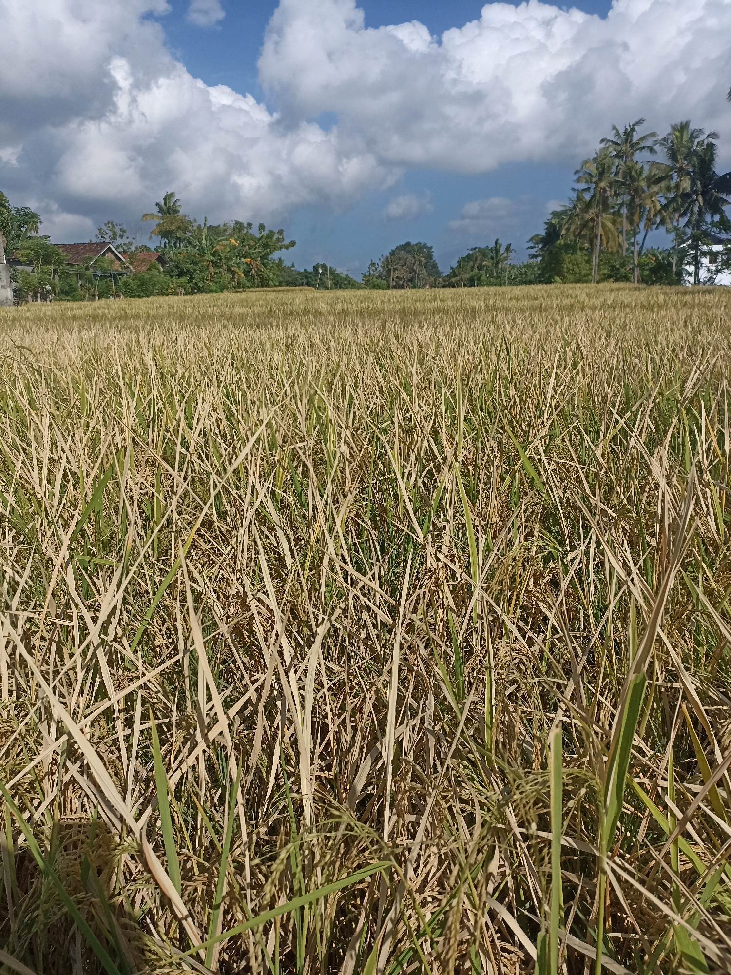 A field of dry, golden rice stalks occupies the foreground and midground of the image. The stalks are densely packed, with some green shoots interspersed among the dried material. In the background, a cluster of buildings with red tile roofs is partially obscured by lush green trees and palm trees. The sky is a vibrant blue, dotted with large, fluffy white clouds. The overall scene depicts a rural landscape under a bright, sunny sky, suggesting a harvest season or a dry period. The location is the city of Mojoagung, Indonesia.